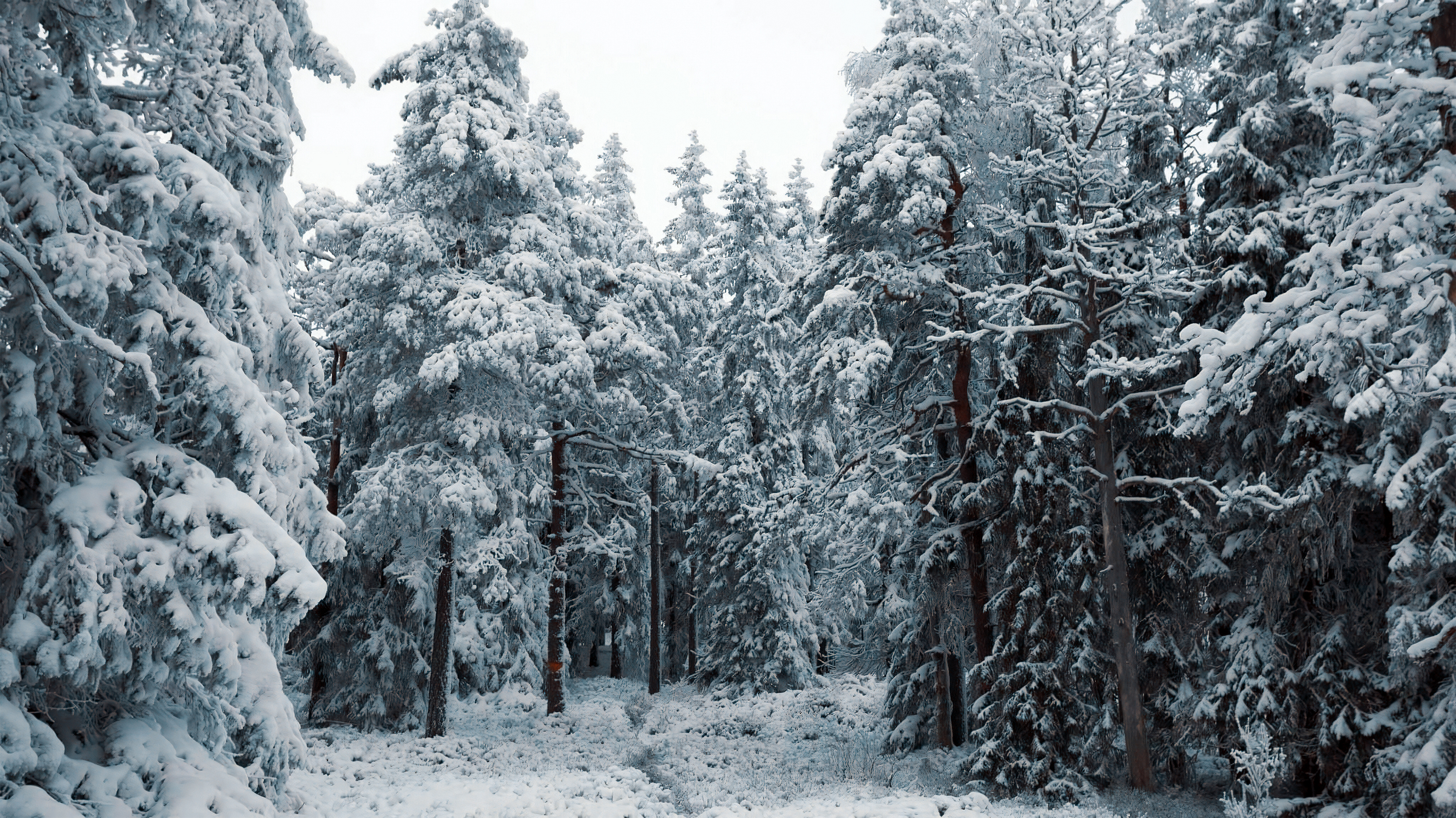 General 3840x2160 Sweden North  snow HDR winter cold pine trees snow covered trees forest nature