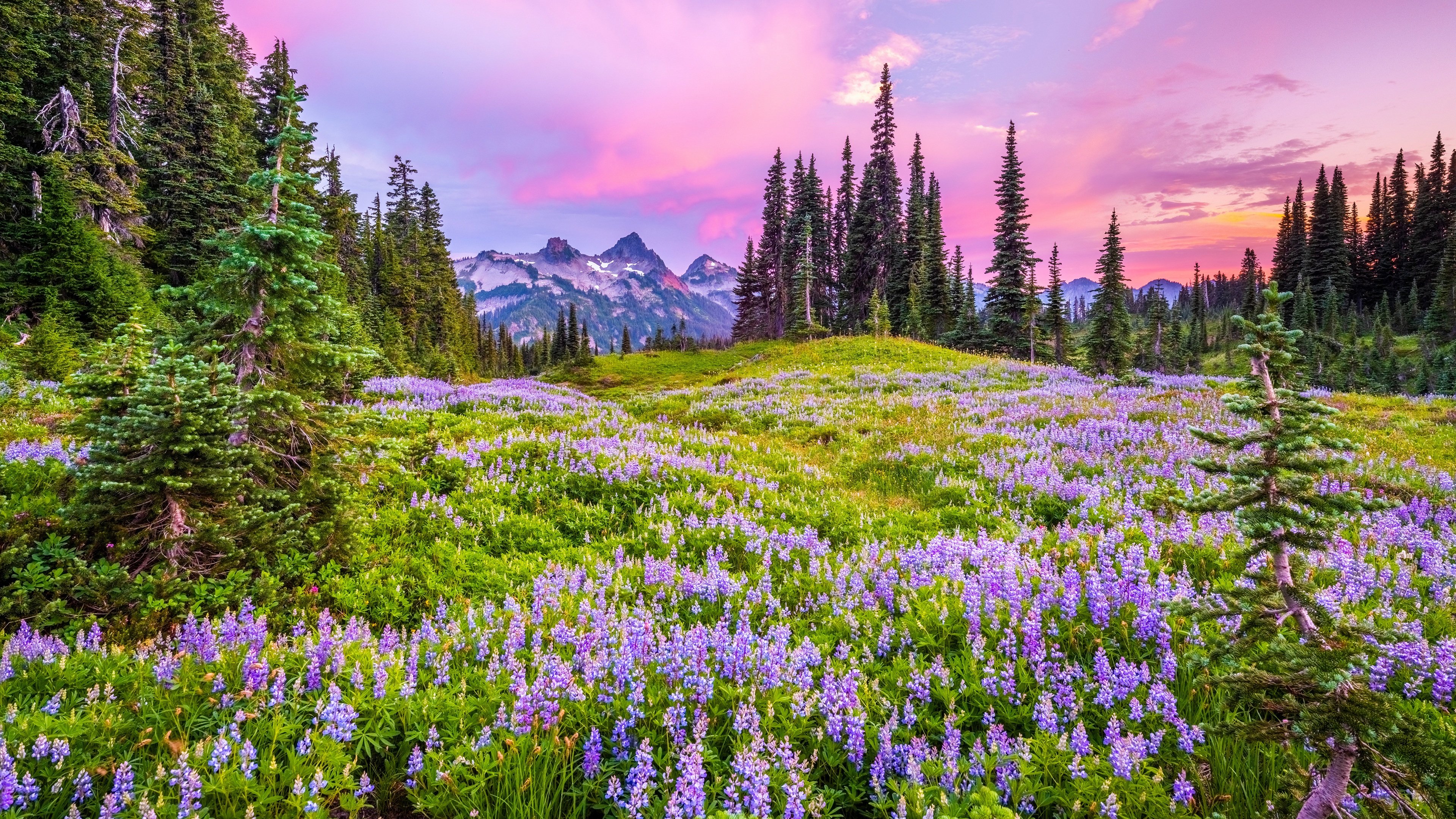 General 3840x2160 Mount Rainier National Park USA nature field sky clouds trees mountains sunset lupines flowers