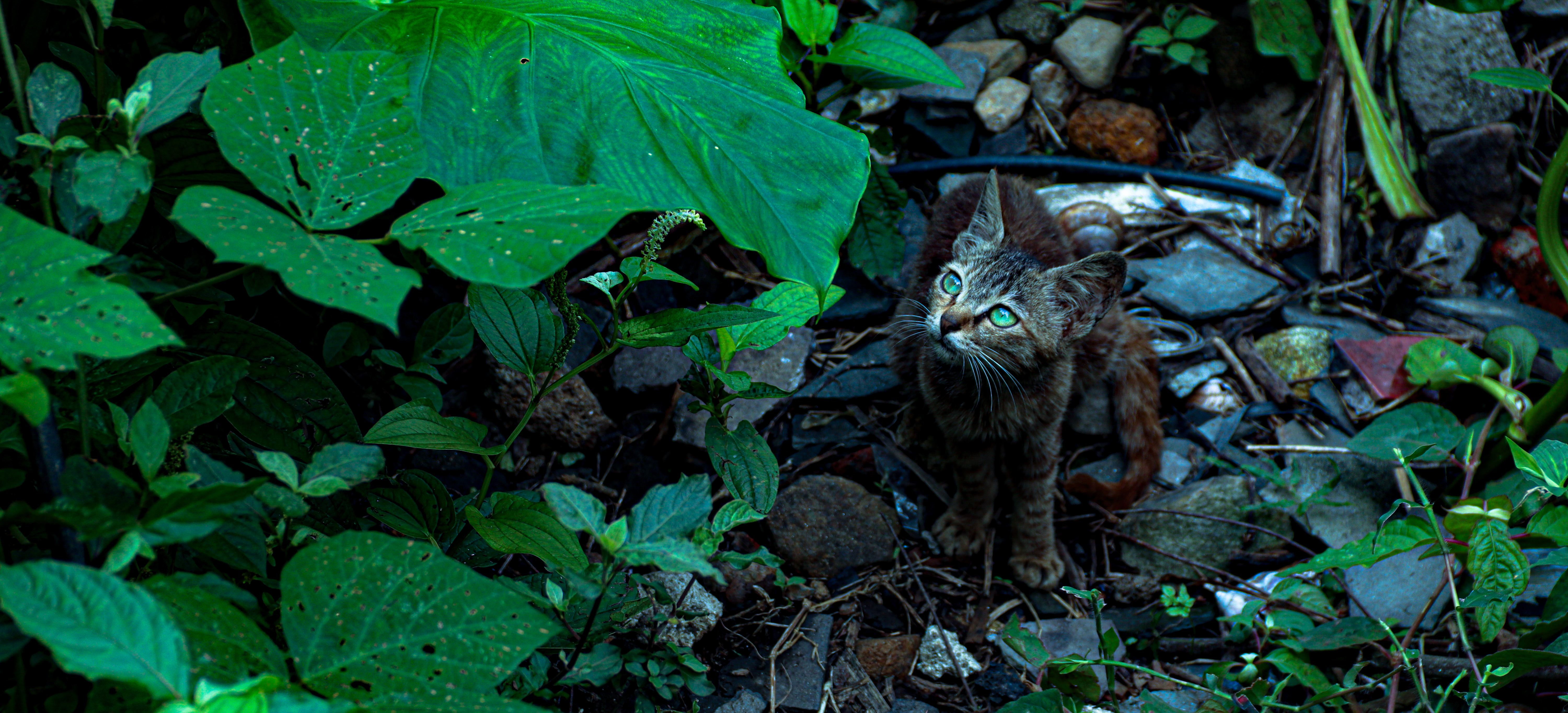 General 6000x2727 cats animal eyes Canon vivid colors animals nature leaves plants closeup ultrawide