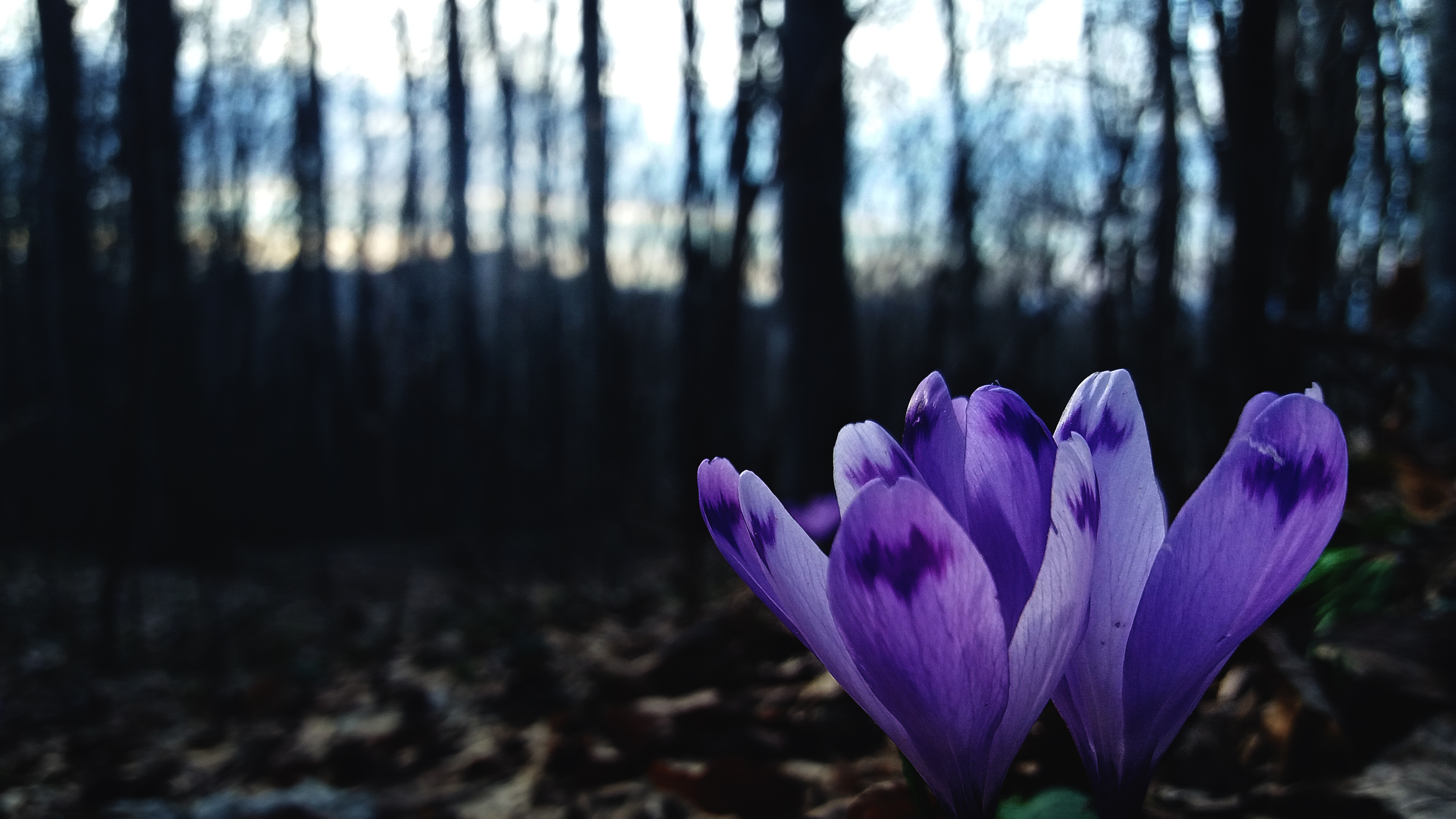 General 3840x2160 nature forest leaves trees beech flowers crocus mountains bokeh spring blurred closeup low light