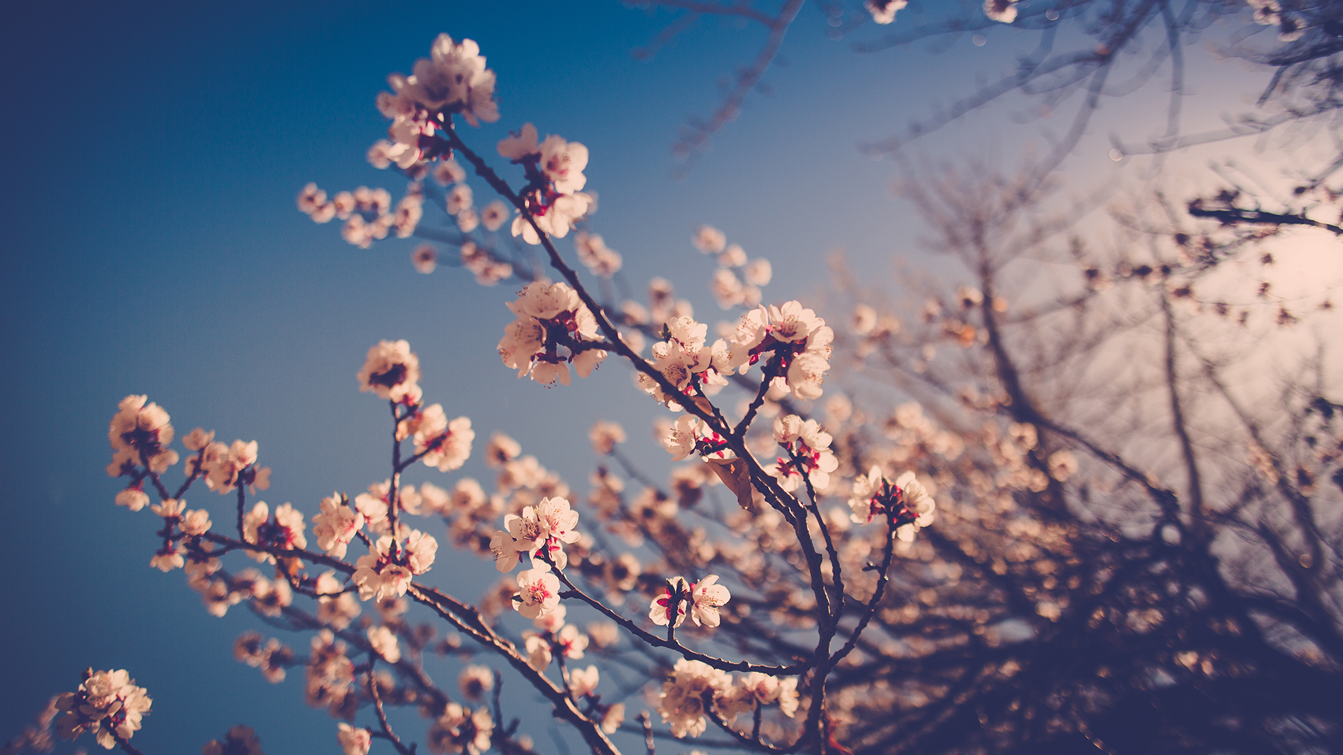 General 1920x1080 nature flowers cherry blossom sky blurred blurry background