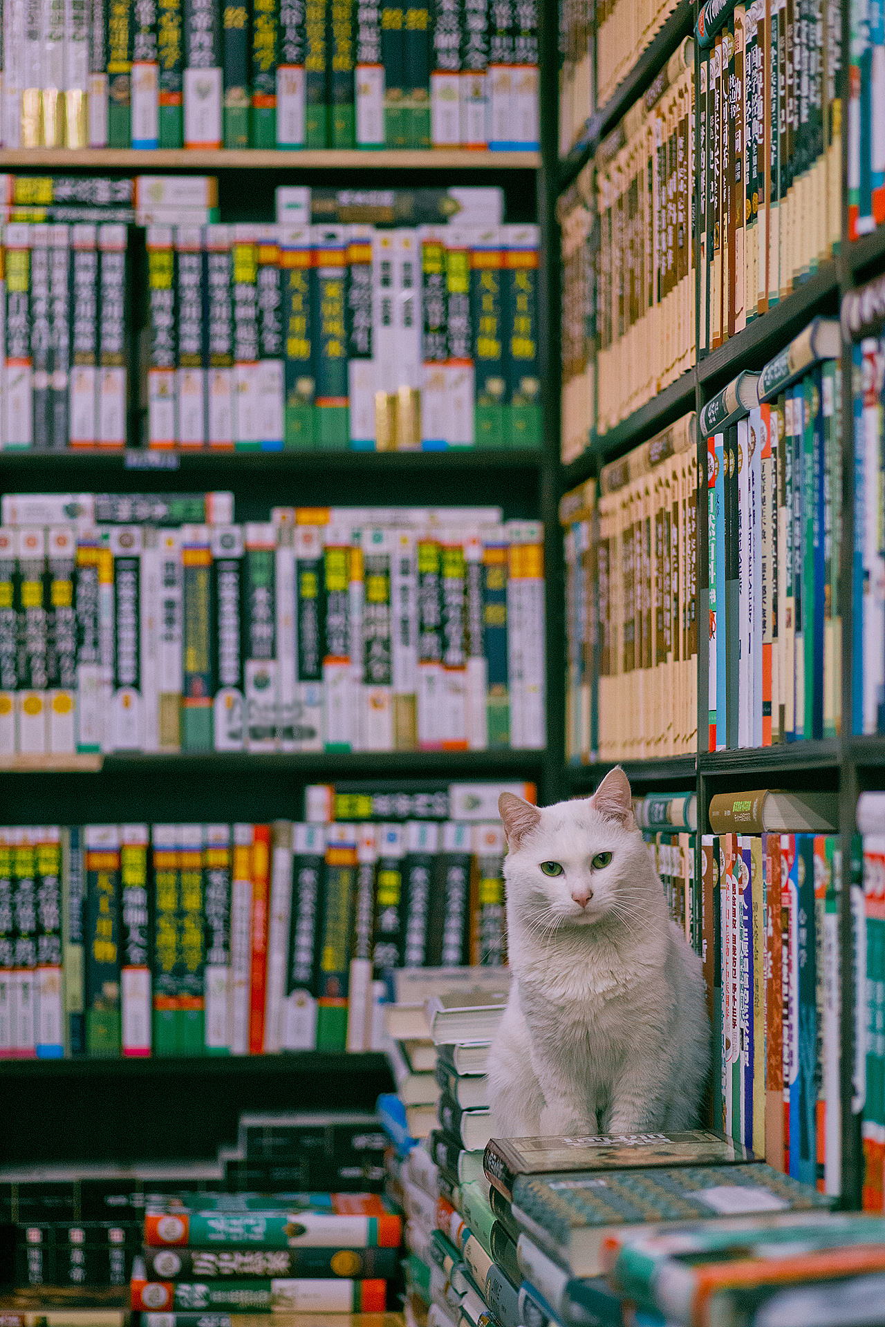 General 1280x1920 cats photography bookstore books bookshelves feline mammals animals indoors portrait display