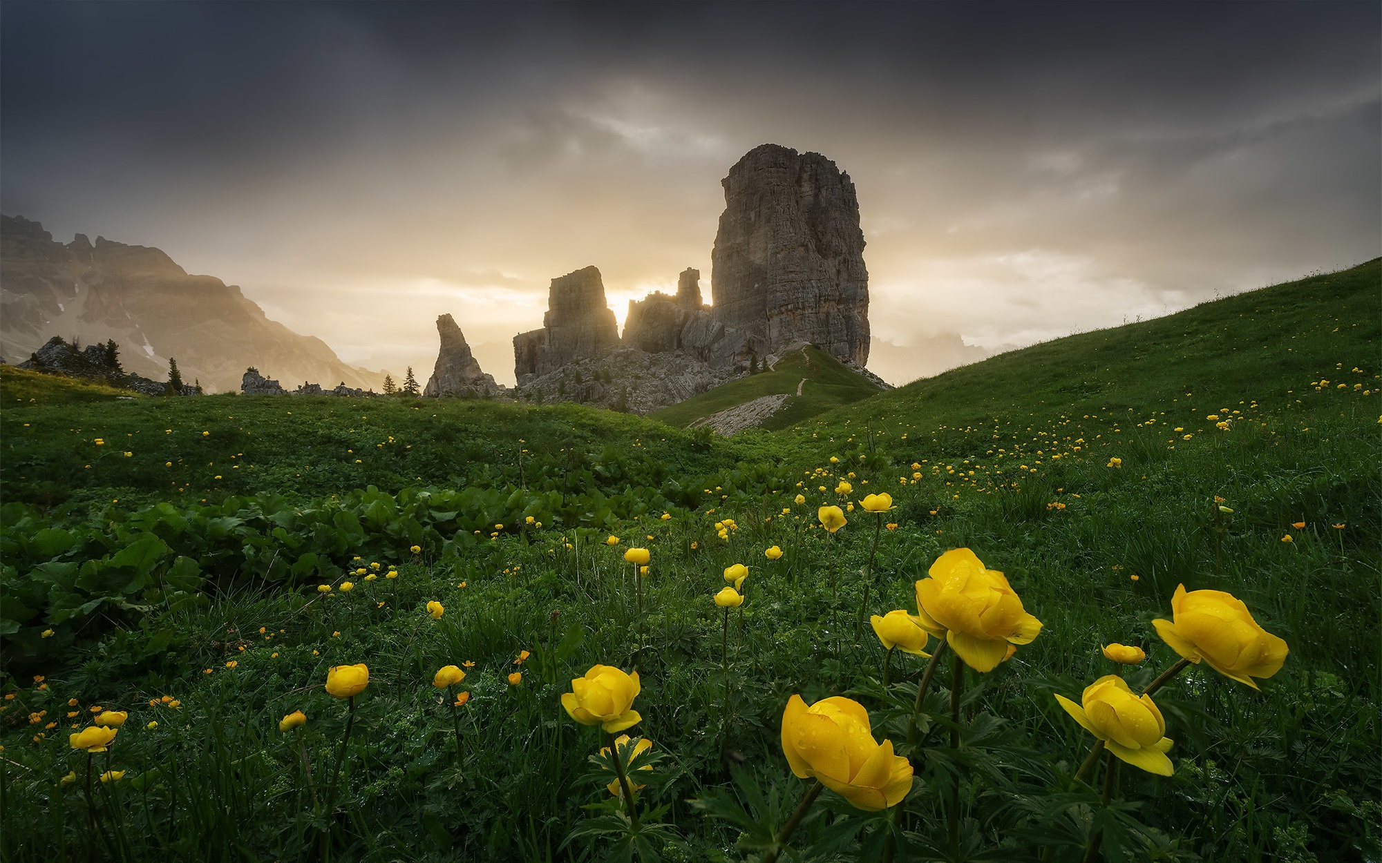 General 2000x1250 nature flowers Italy Dolomites mountains plants yellow flowers landscape