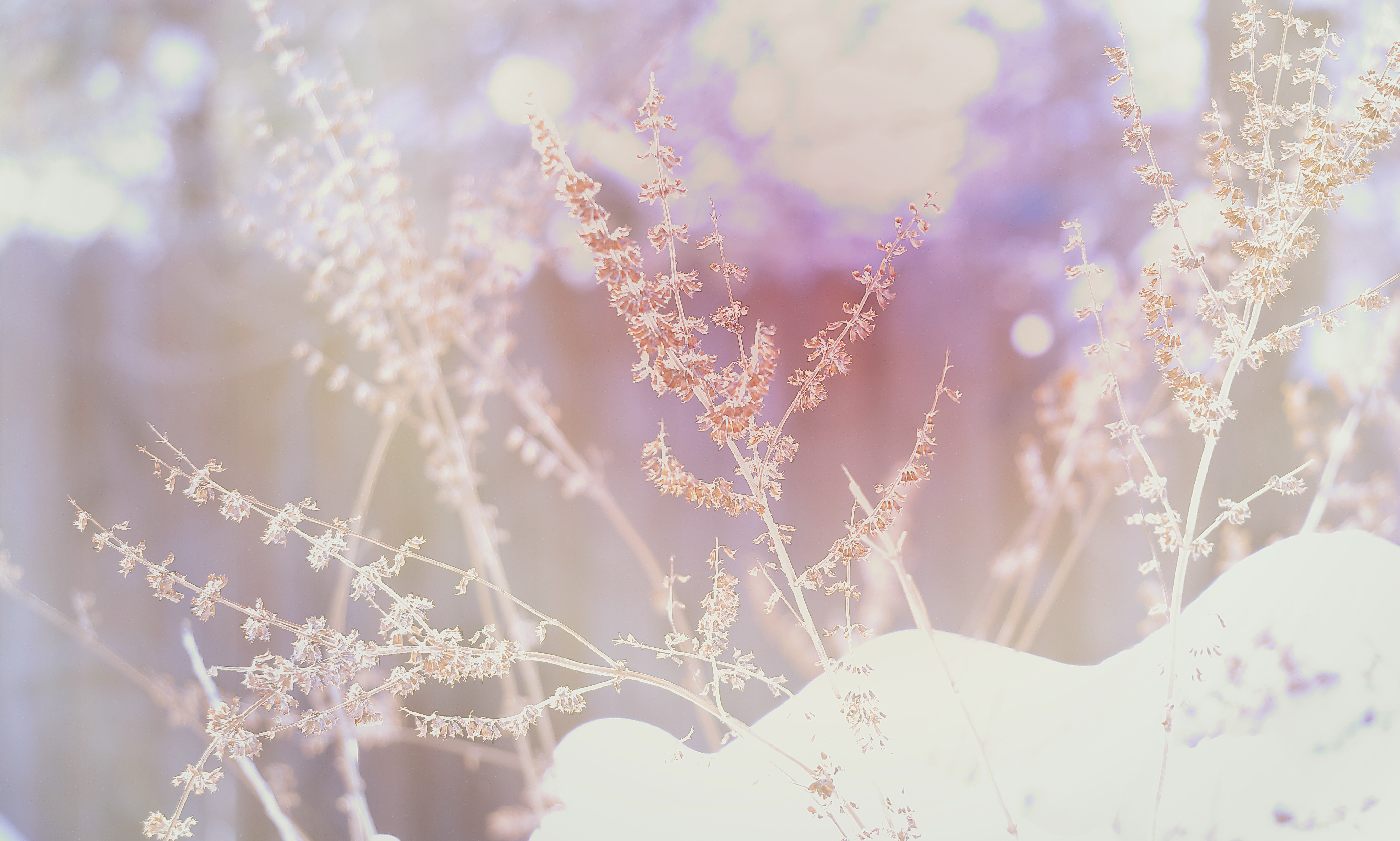 General 5472x3285 winter nature plants depth of field bokeh snow forest bright overexposed closeup
