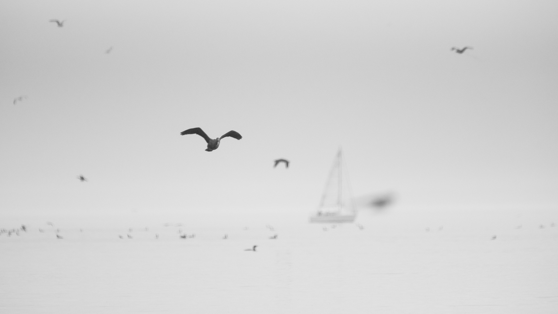 General 1920x1080 birds white white background boat sailboats sailing ship mist overcast clouds minimalism nature film grain