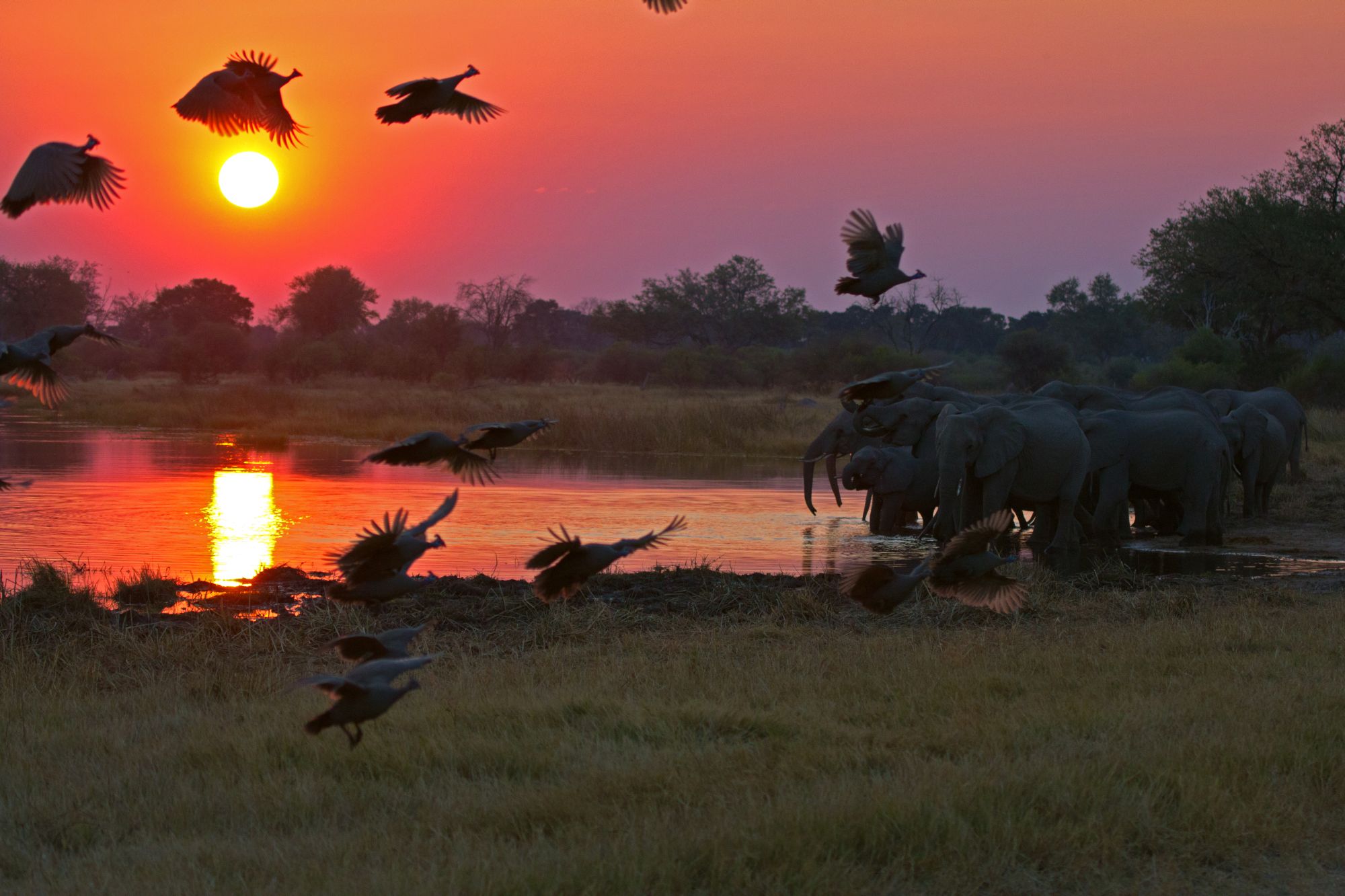 General 2000x1333 wildlife nature Botswana elephant Guineafowl sunset Africa mammals animals birds low light