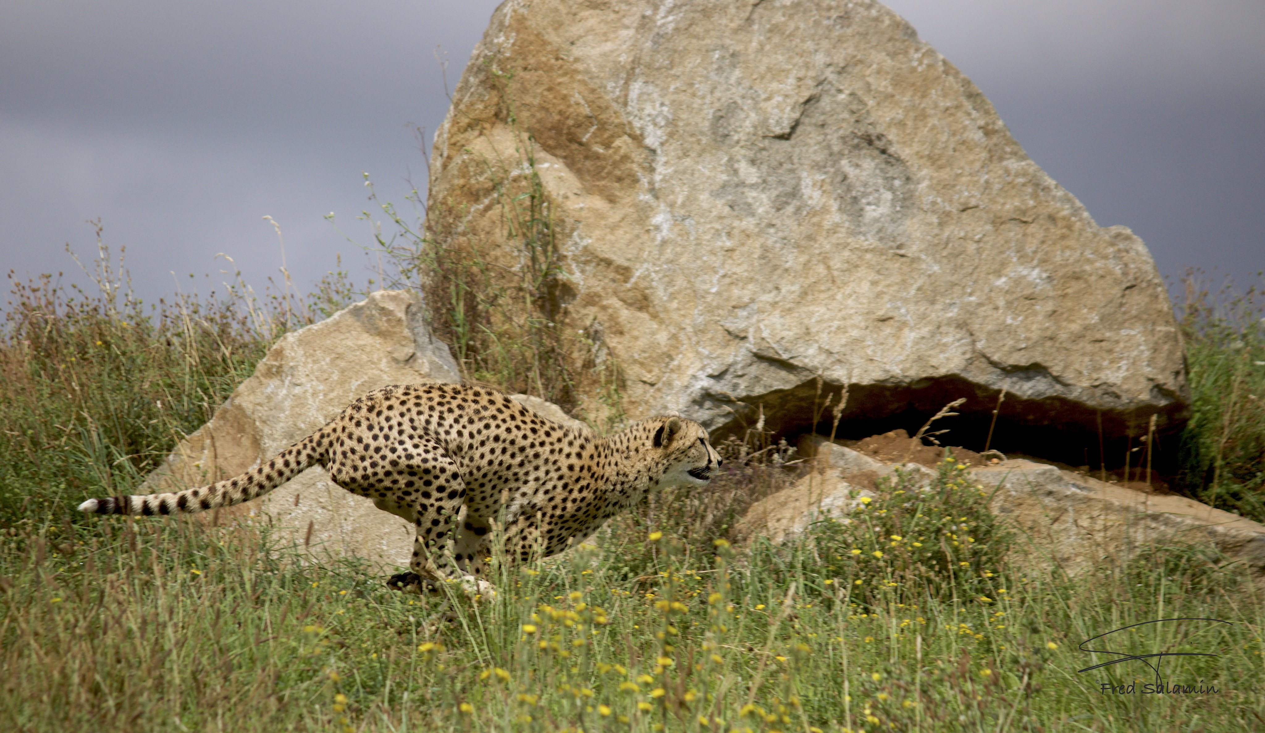 General 4096x2373 wildlife cheetah nature feline big cats mammals