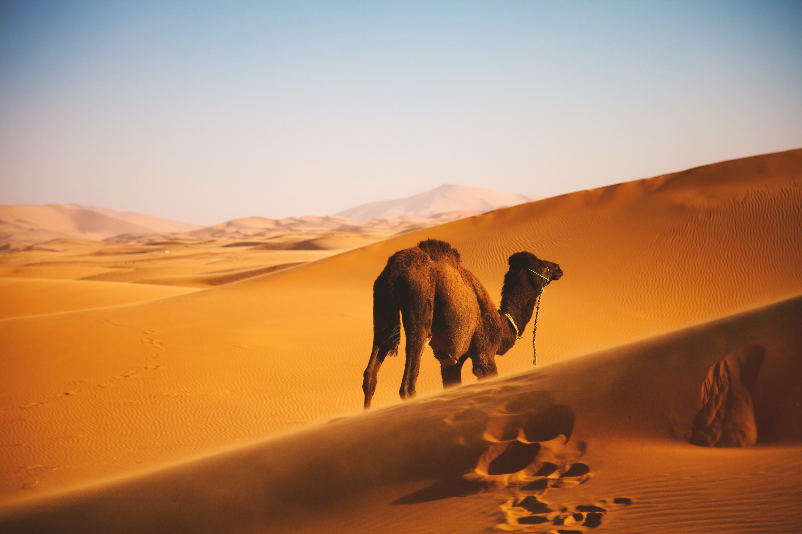 General 2808x1872 desert landscape sand dunes nature outdoors far view camels footprints sky Africa
