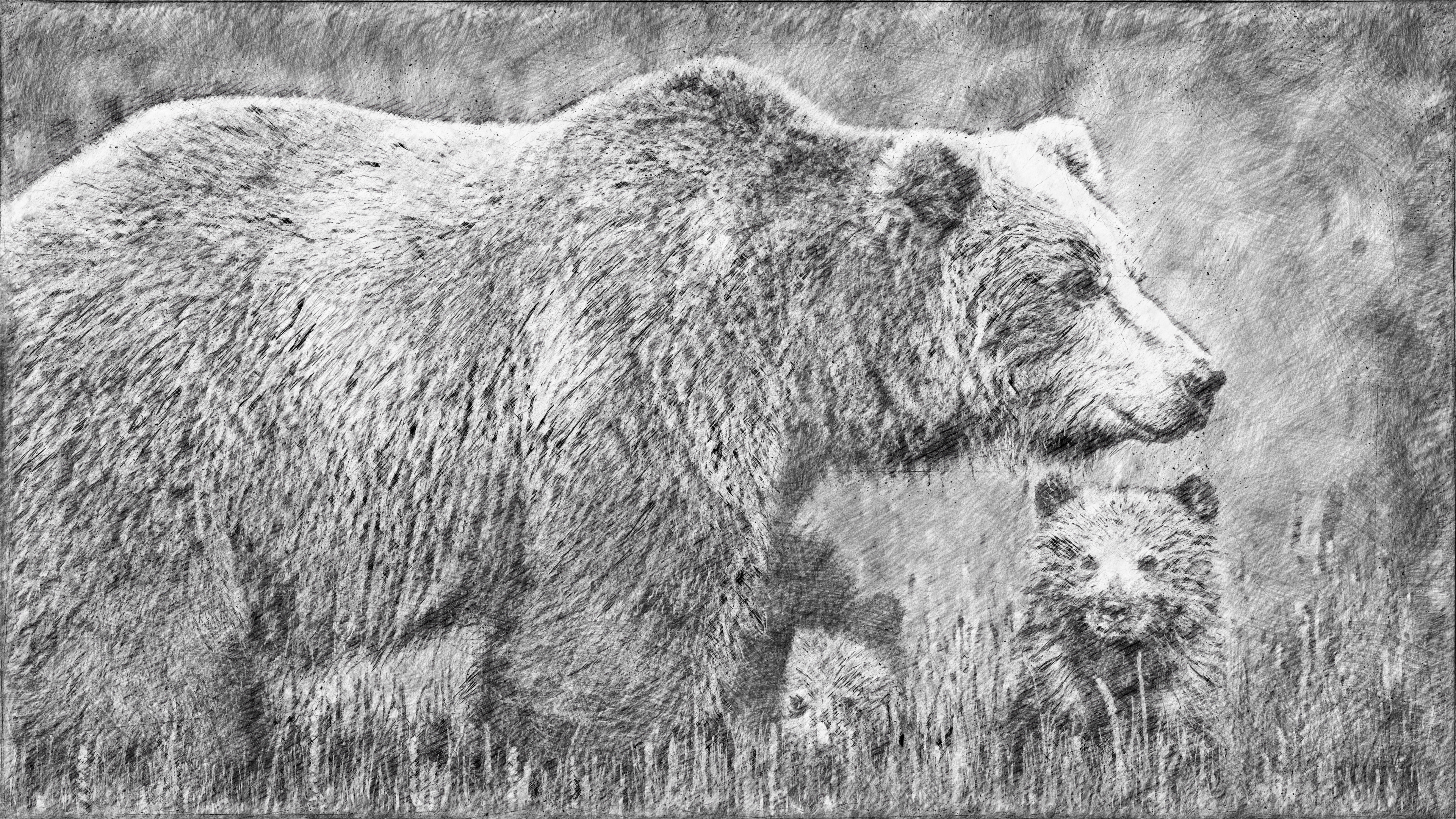 General 3842x2162 animals bears artwork drawing pencil drawing