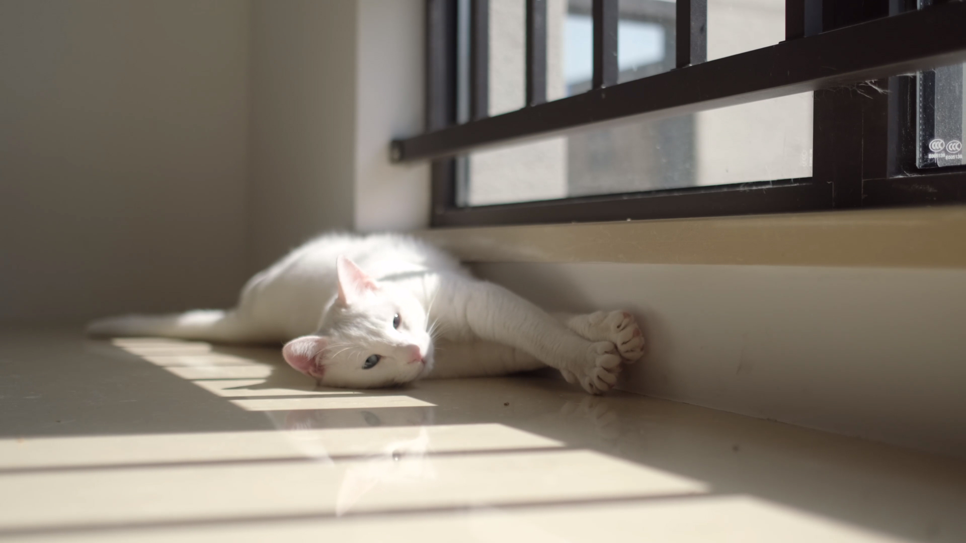 Anime 1920x1080 cats window frames indoors stretching animals feline mammals sunbathing sunlight shadow