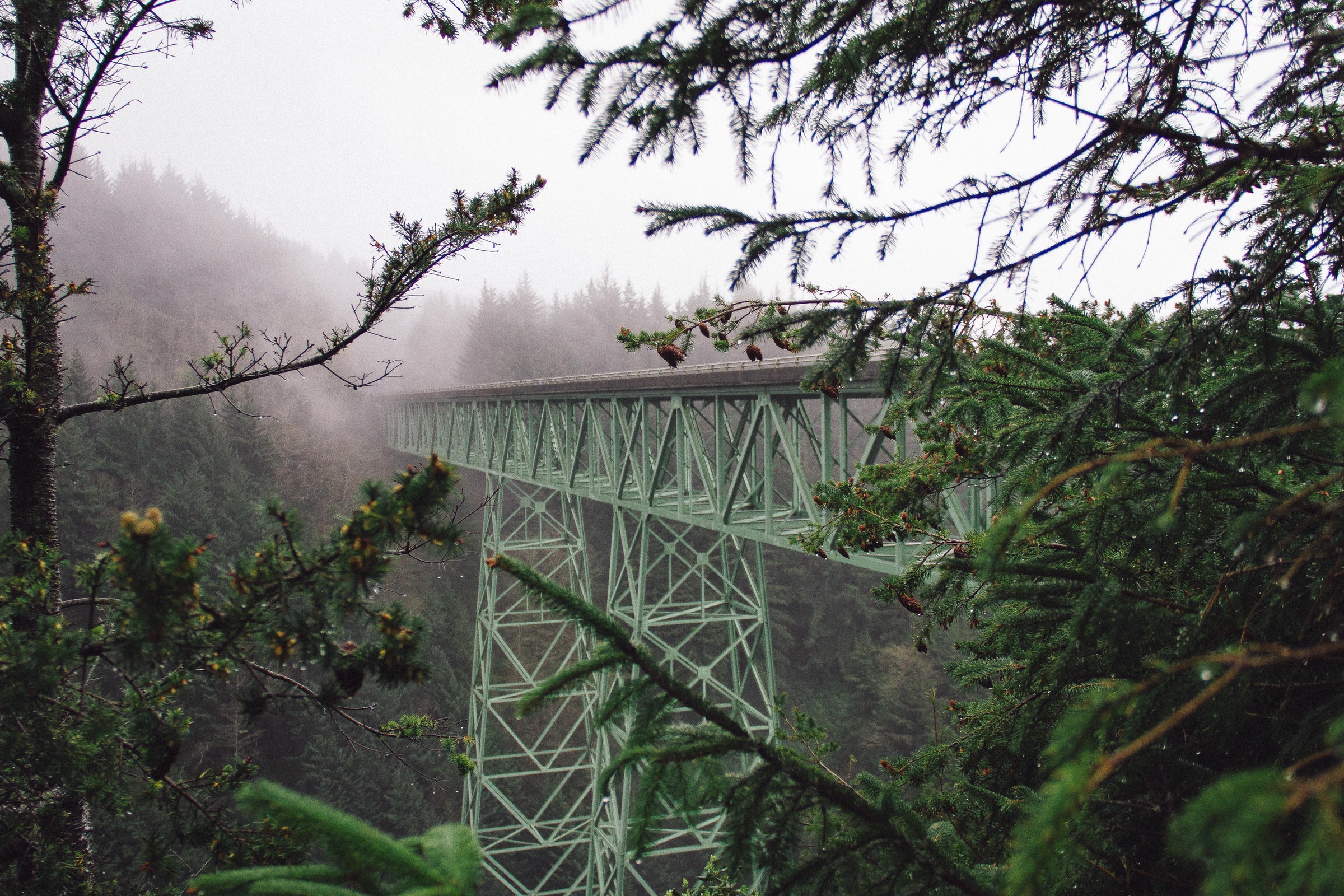General 2400x1600 photography nature plants forest landscape mist bridge green
