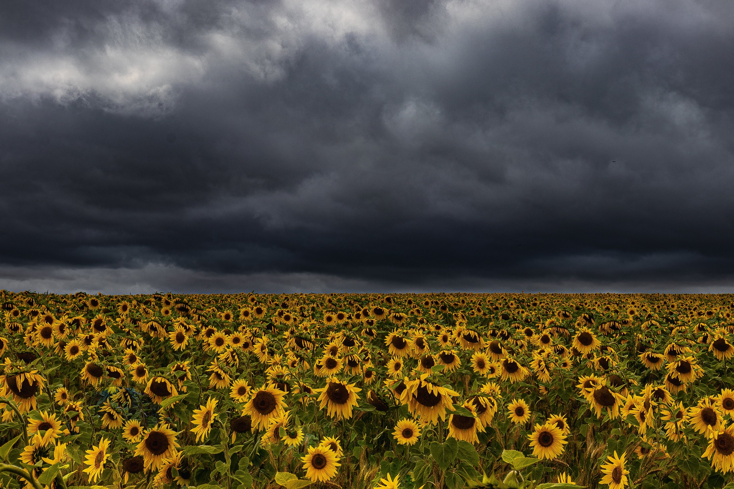 General 2560x1707 outdoors landscape dark clouds field Agro (Plants) sunflowers flowers yellow flowers plants nature