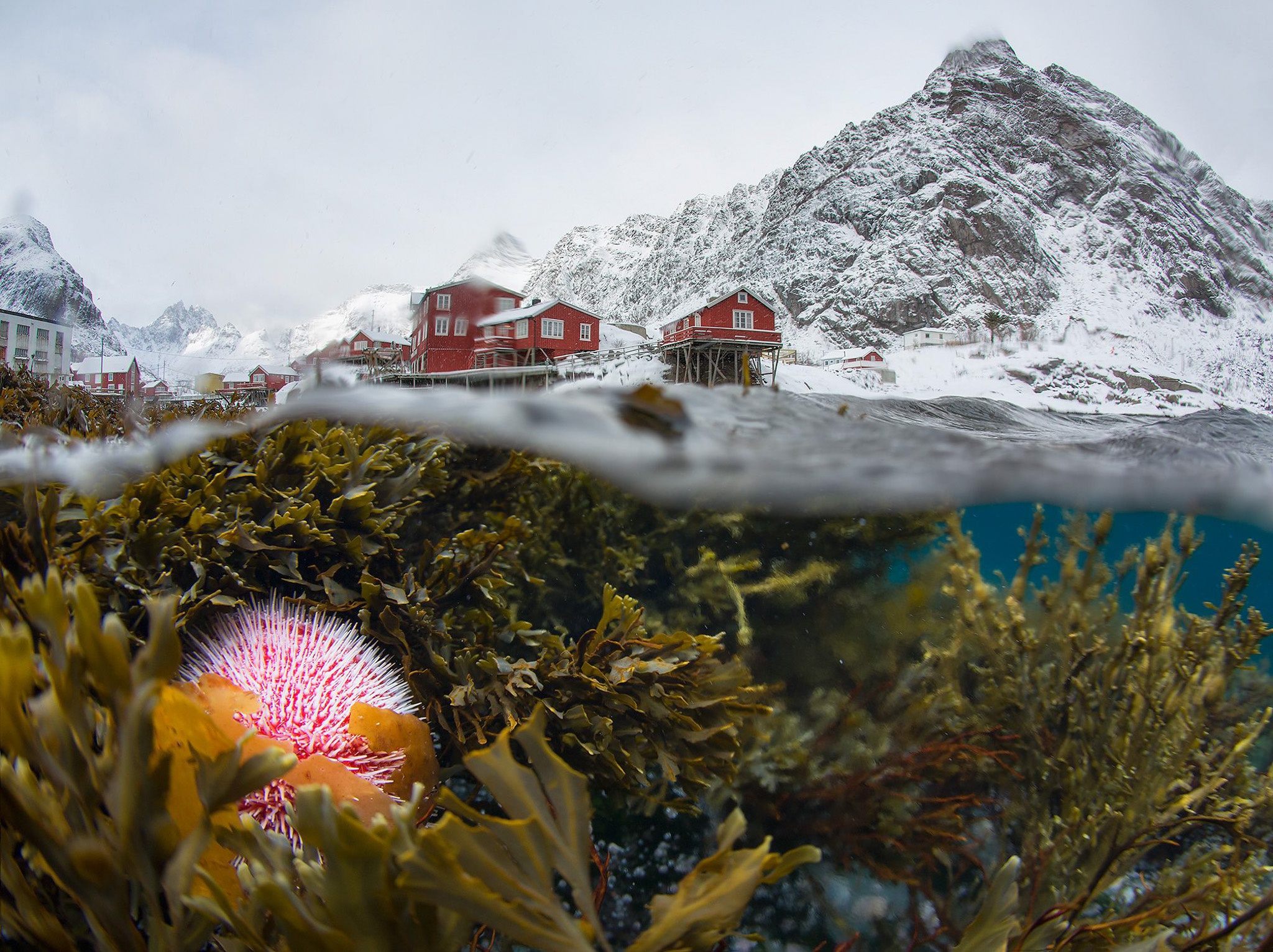 General 2048x1532 underwater nature mountains plants Norway