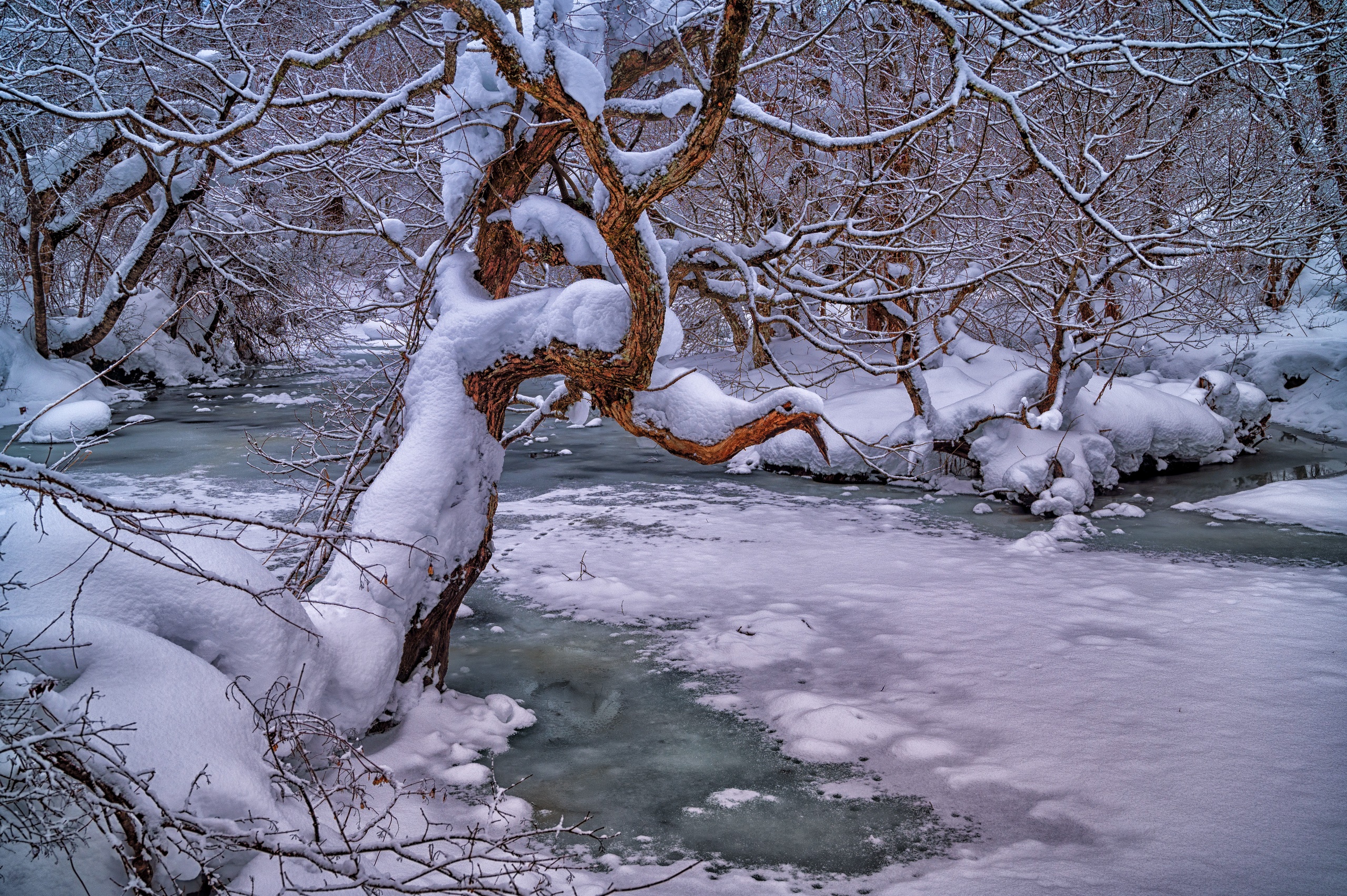 General 2560x1703 nature winter cold ice trees creeks outdoors snow
