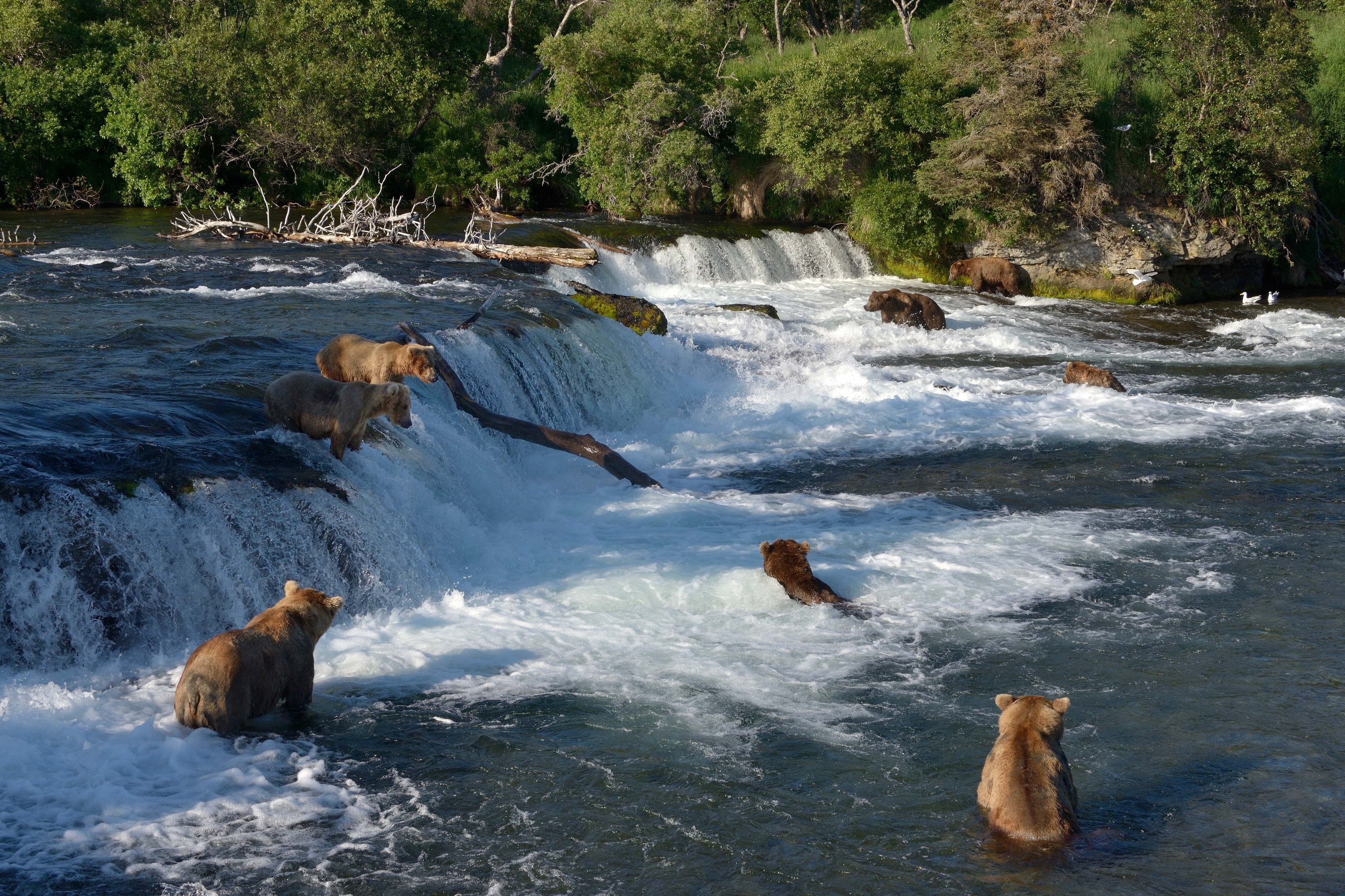 General 3509x2339 nature bears animals river swimming waterfall