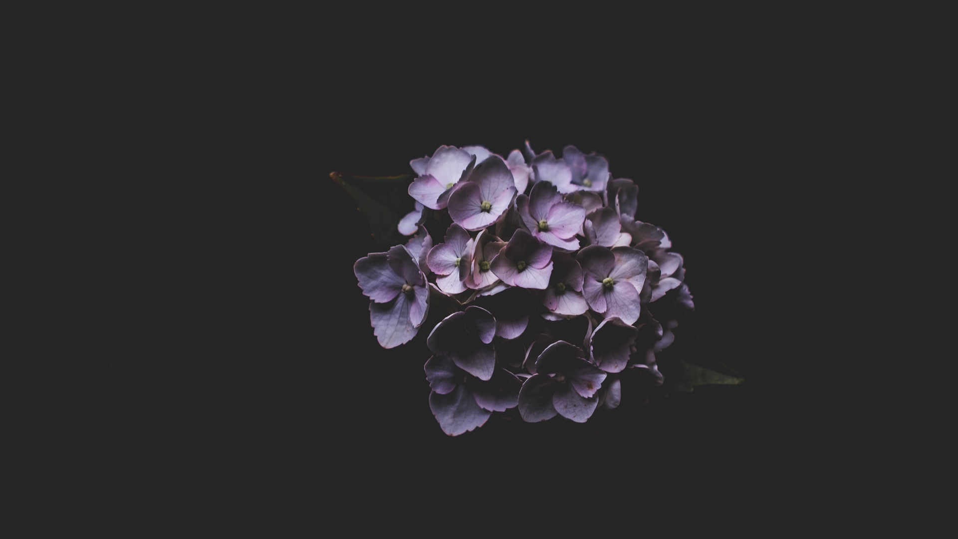 General 1920x1080 macro plants flowers lilac dark minimalism