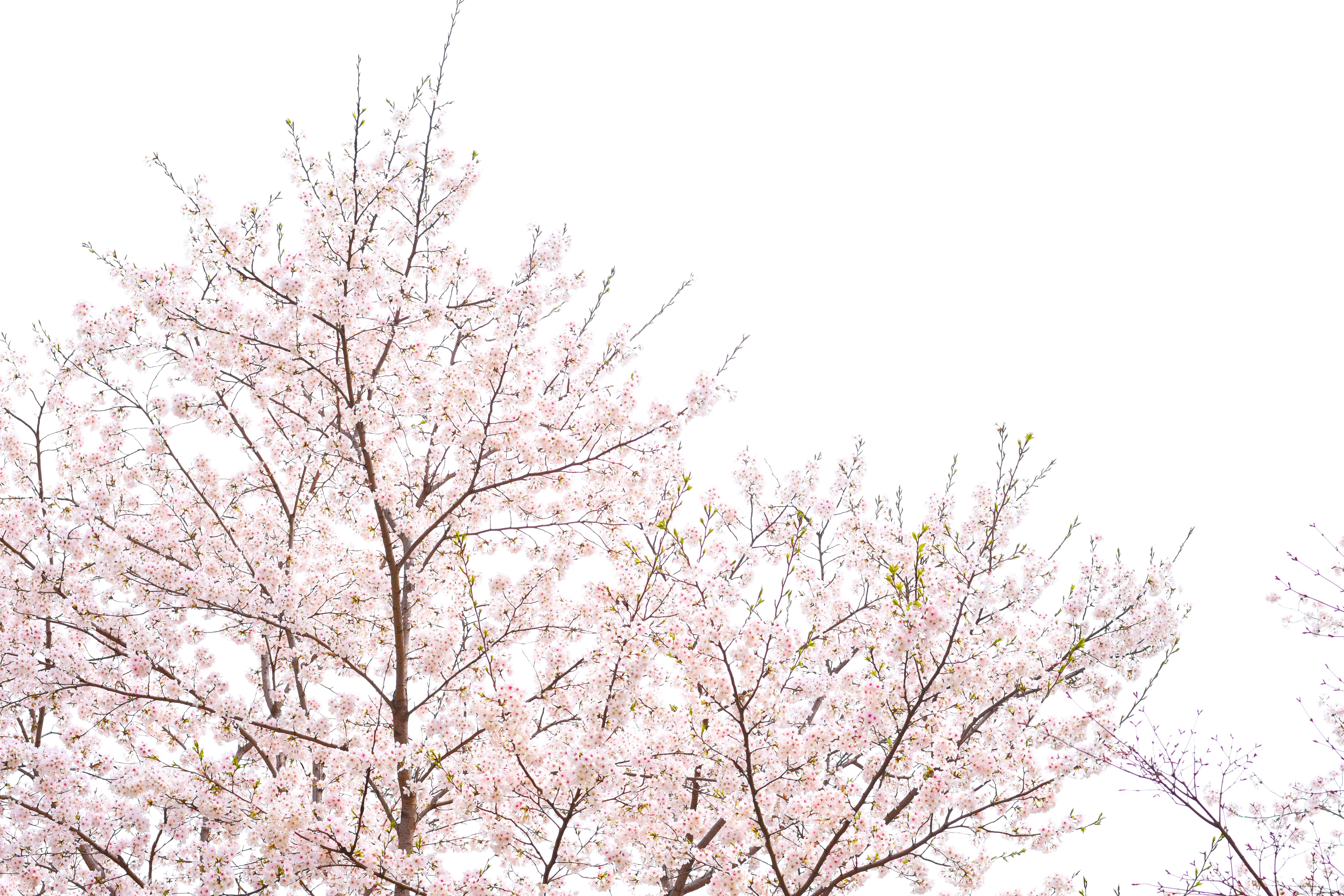 General 6000x4000 cherry blossom plants trees