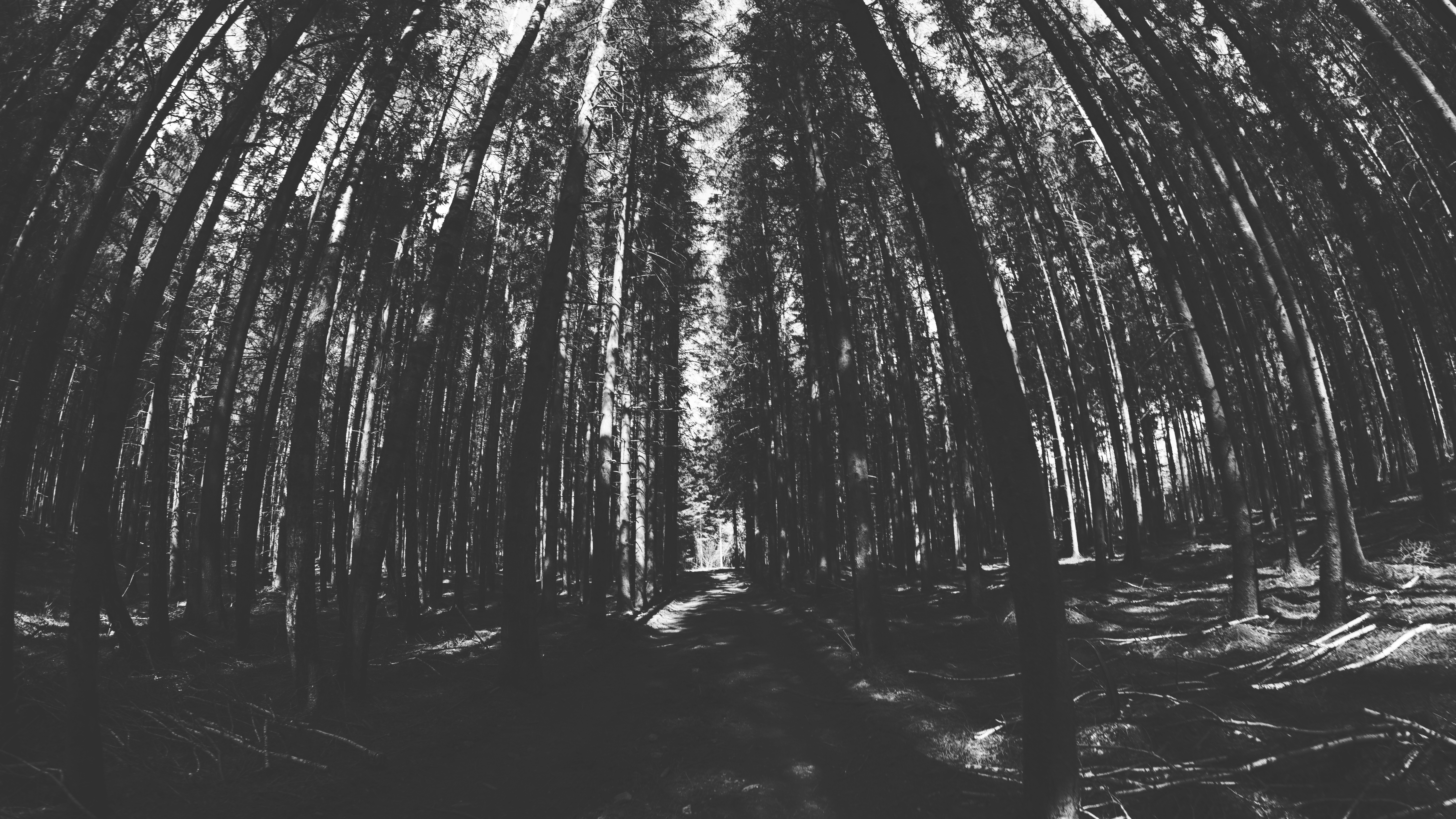 General 6000x3376 nature trees forest dark monochrome deep forest