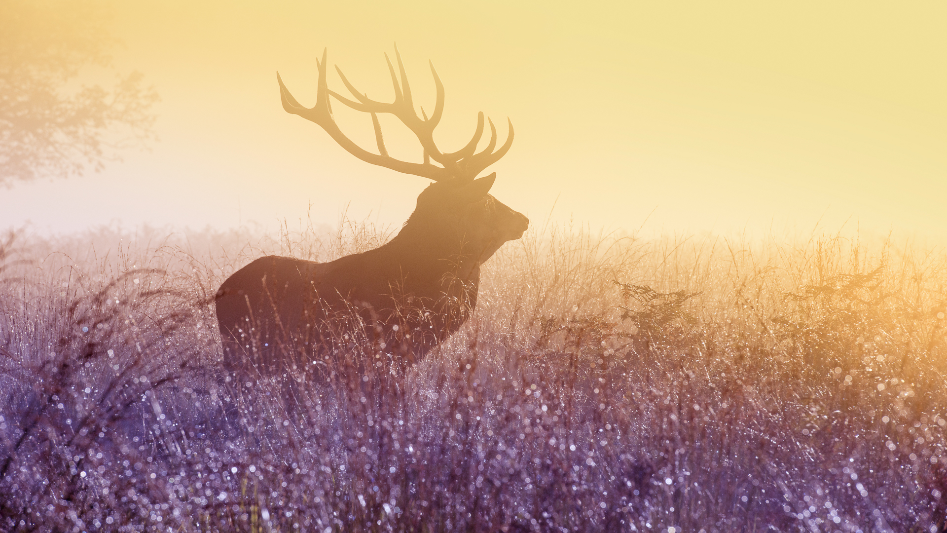 General 1920x1080 deer animals nature mist morning dew antlers yellow calm purple grass field wildlife wet bright sunlight silhouette looking into the distance daylight plants