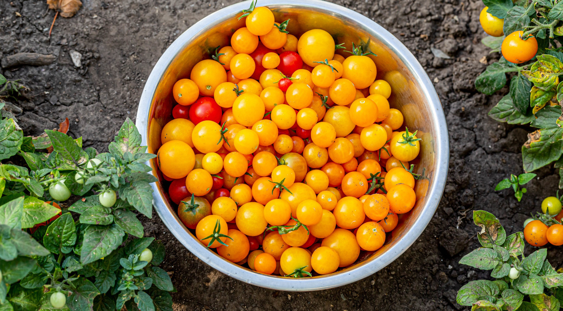 General 1913x1057 food tomatoes colorful yellow plants dirt