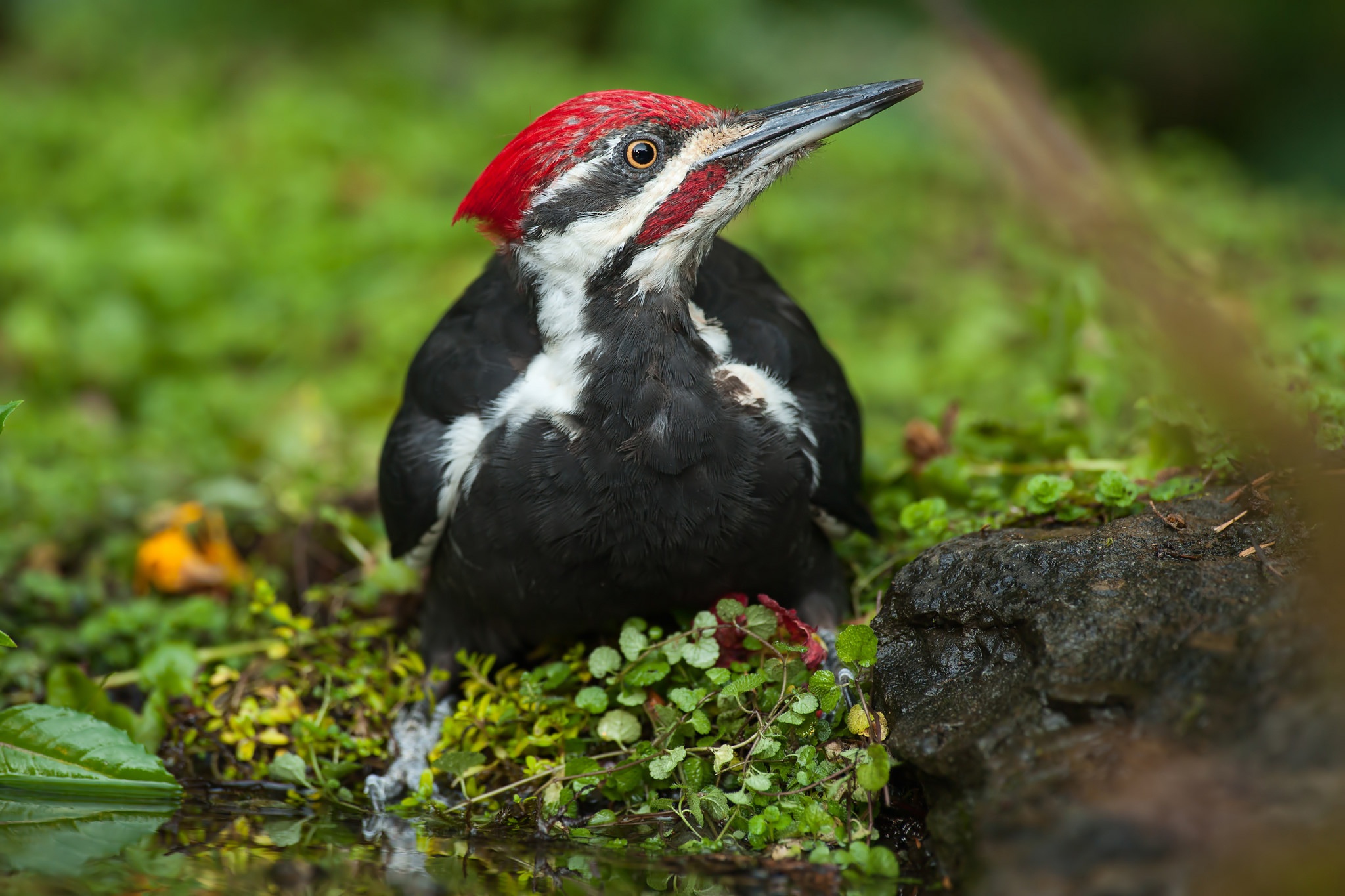 General 2048x1365 animals nature birds woodpeckers closeup depth of field leaves fur beak water