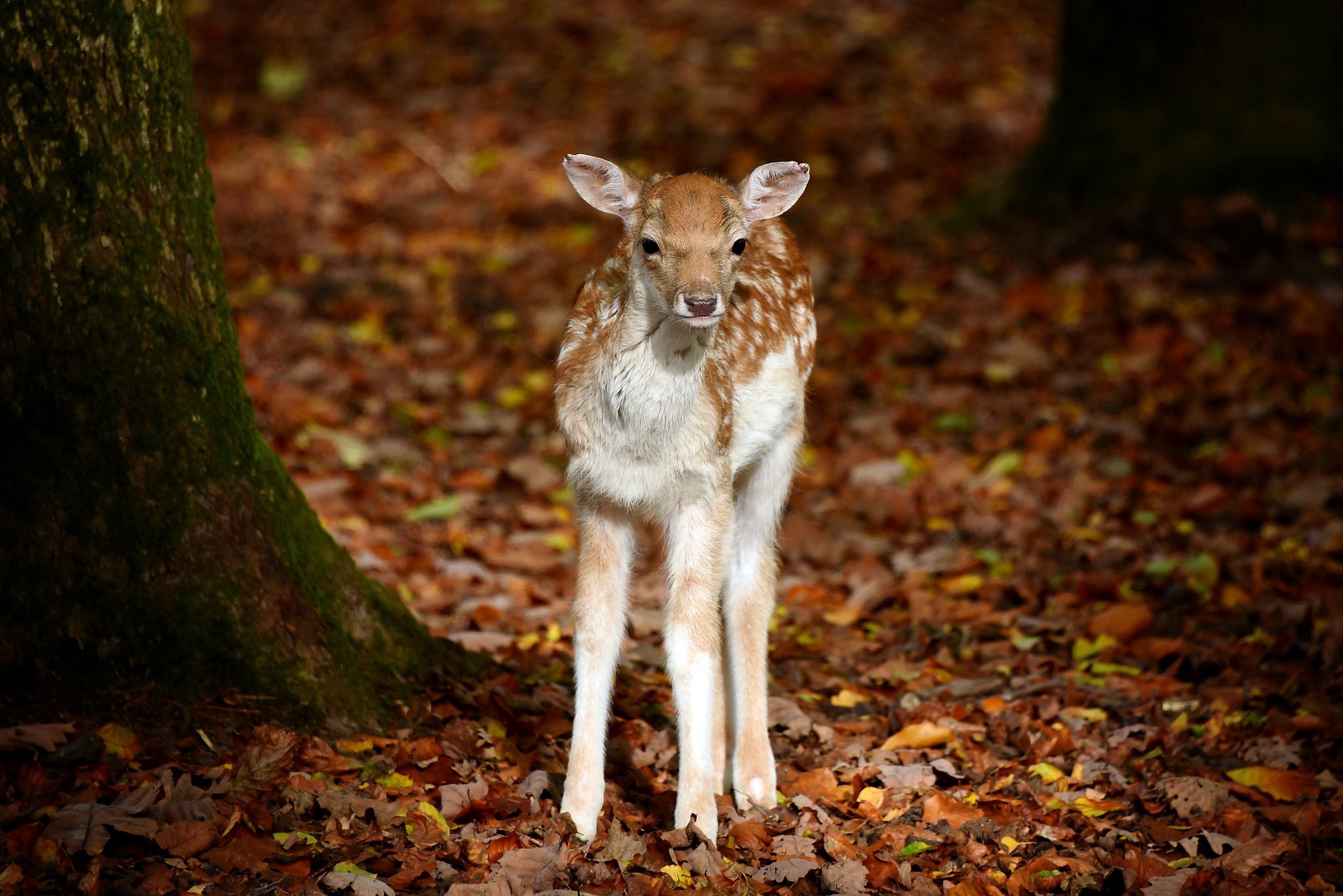 General 2048x1366 fall leaves deer animals baby animals mammals