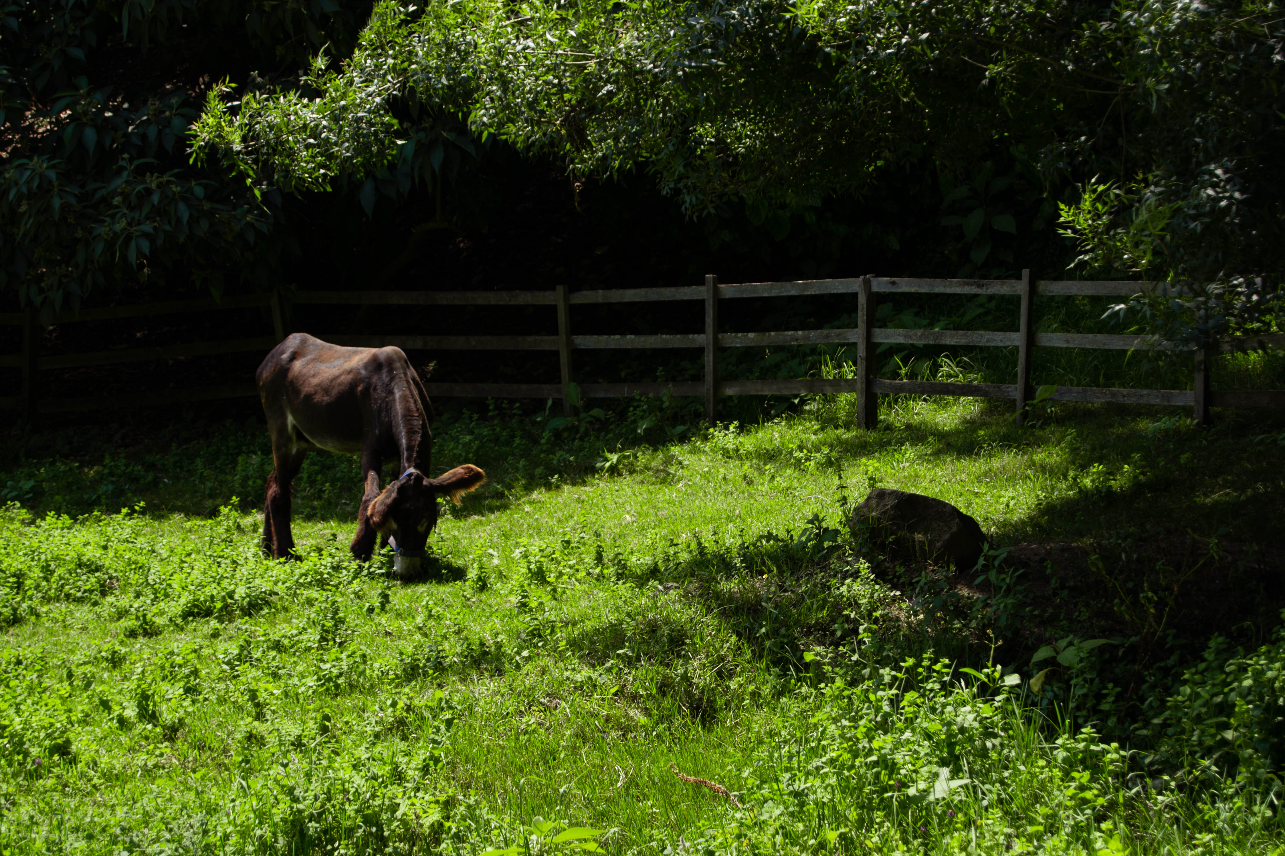 General 4491x2994 donkey nature photography Porto