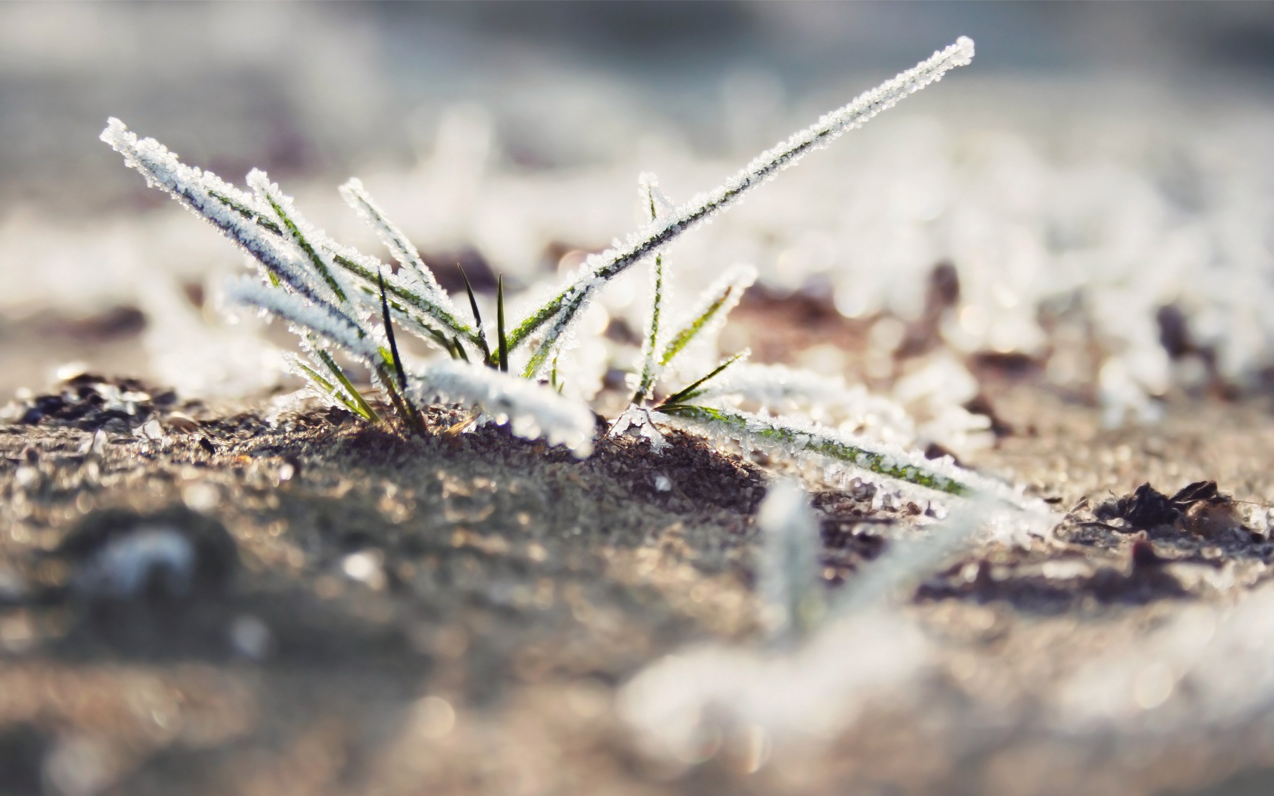 General 2560x1600 ice macro grass nature photography plants