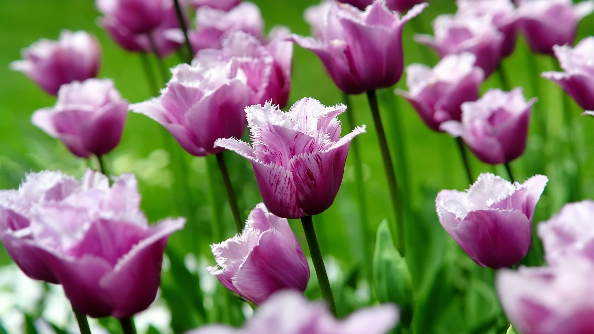 General 1920x1080 tulips flowers plants nature