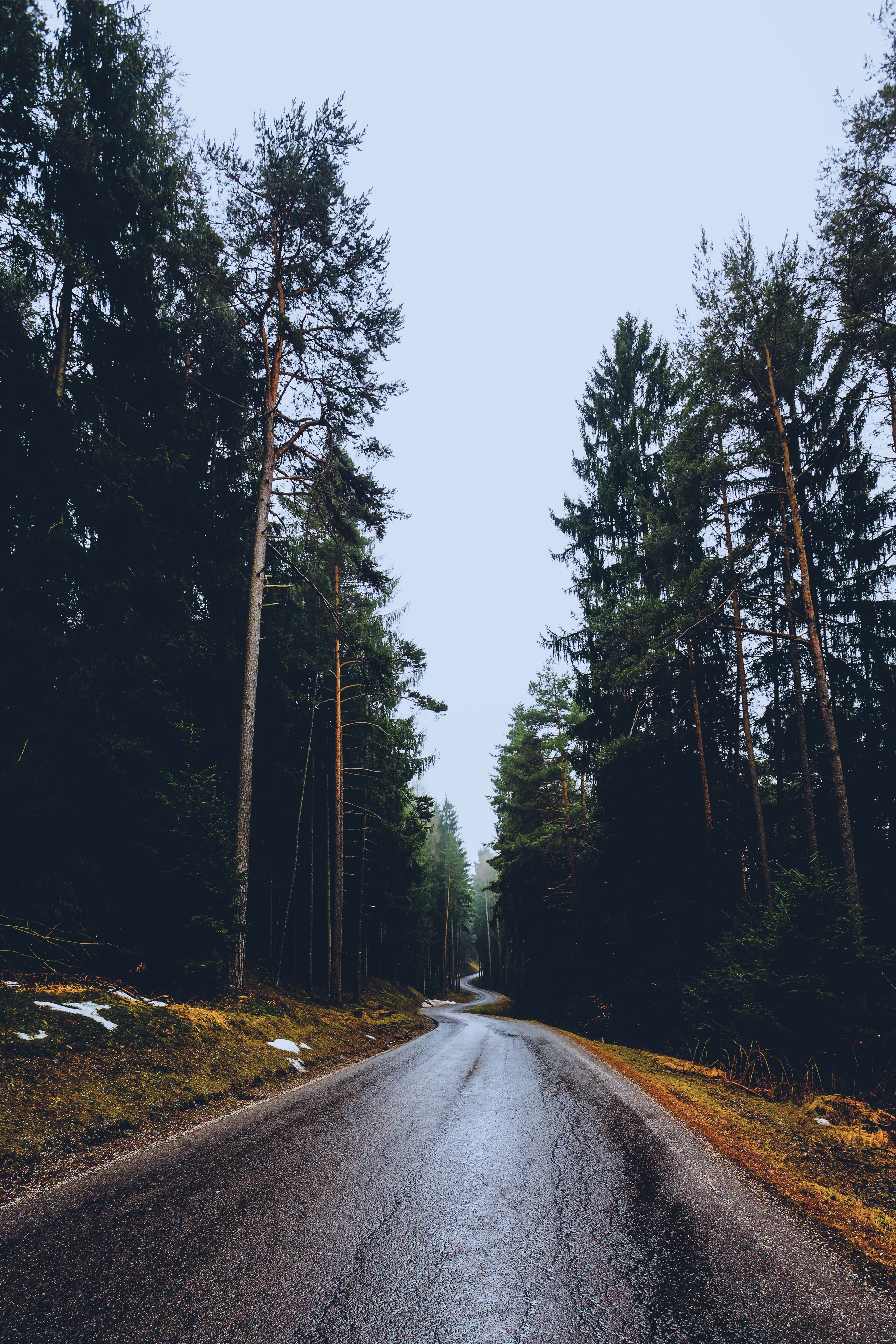 General 3648x5472 nature trees road long road pine trees forest