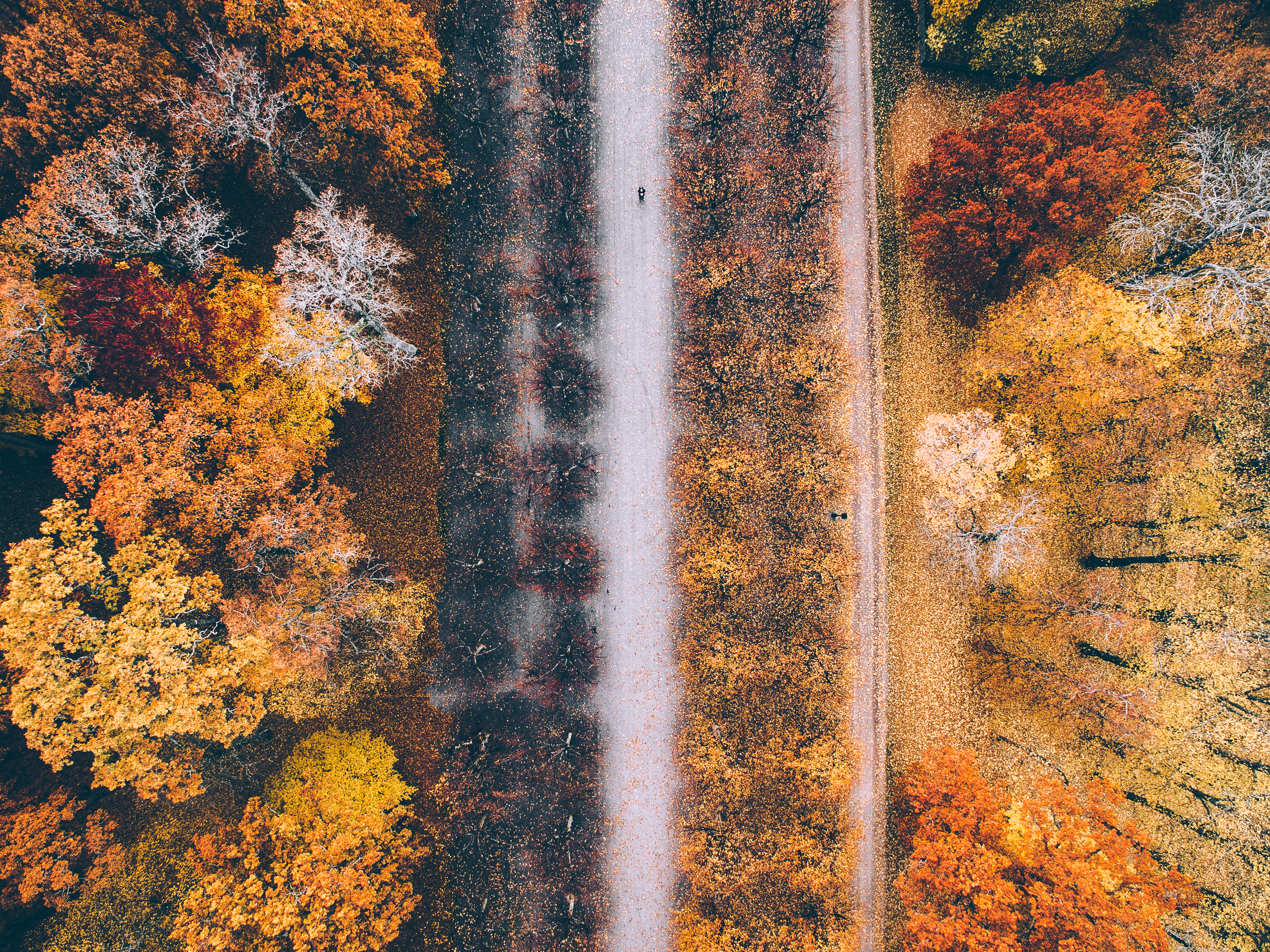 General 5464x4096 motorcycle road trees leaves top view aerial view drone photo
