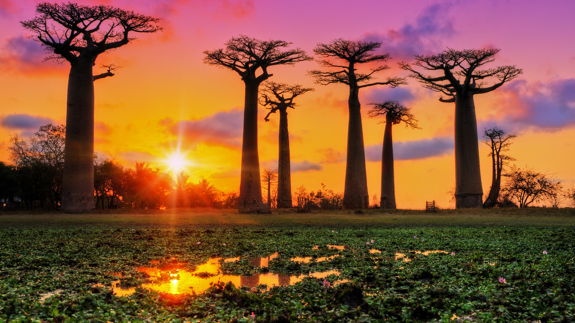 General 1920x1080 nature landscape far view trees plants lake water Lotus sunset clouds sky sun rays baobab trees baobabs Madagascar