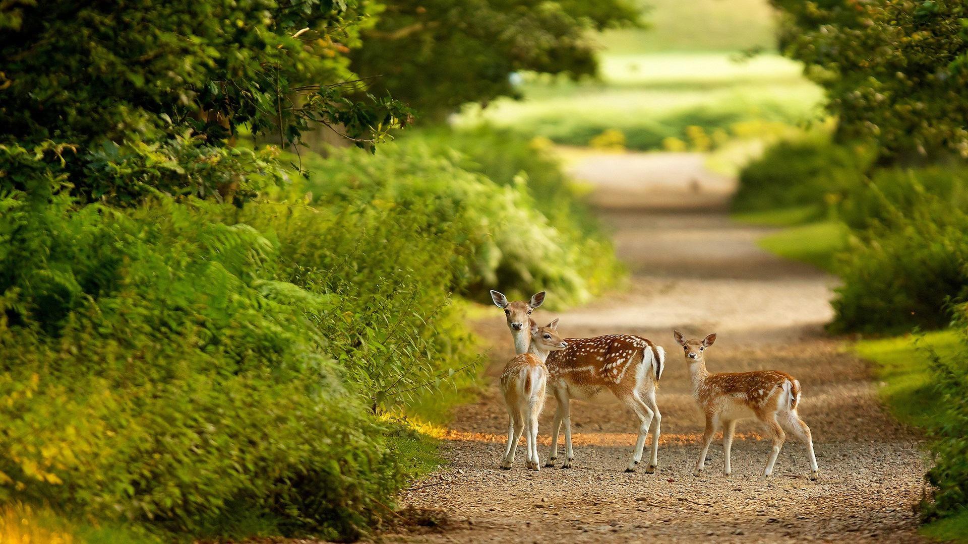 General 1920x1080 deer nature path photography forest green plants