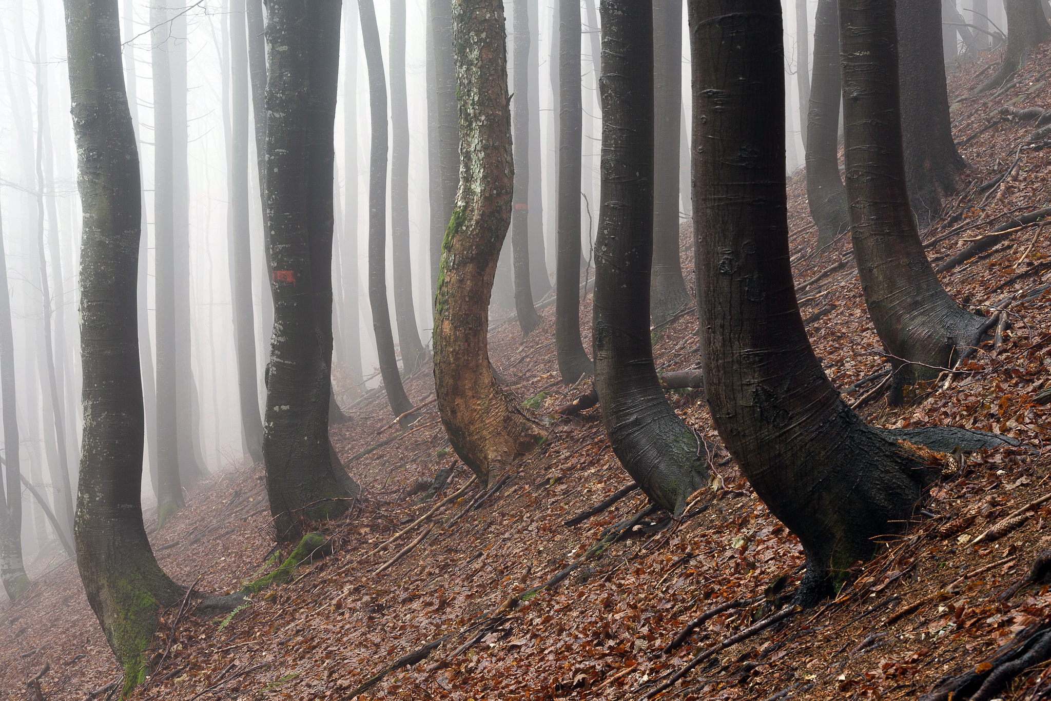 General 2048x1367 forest trees nature mist