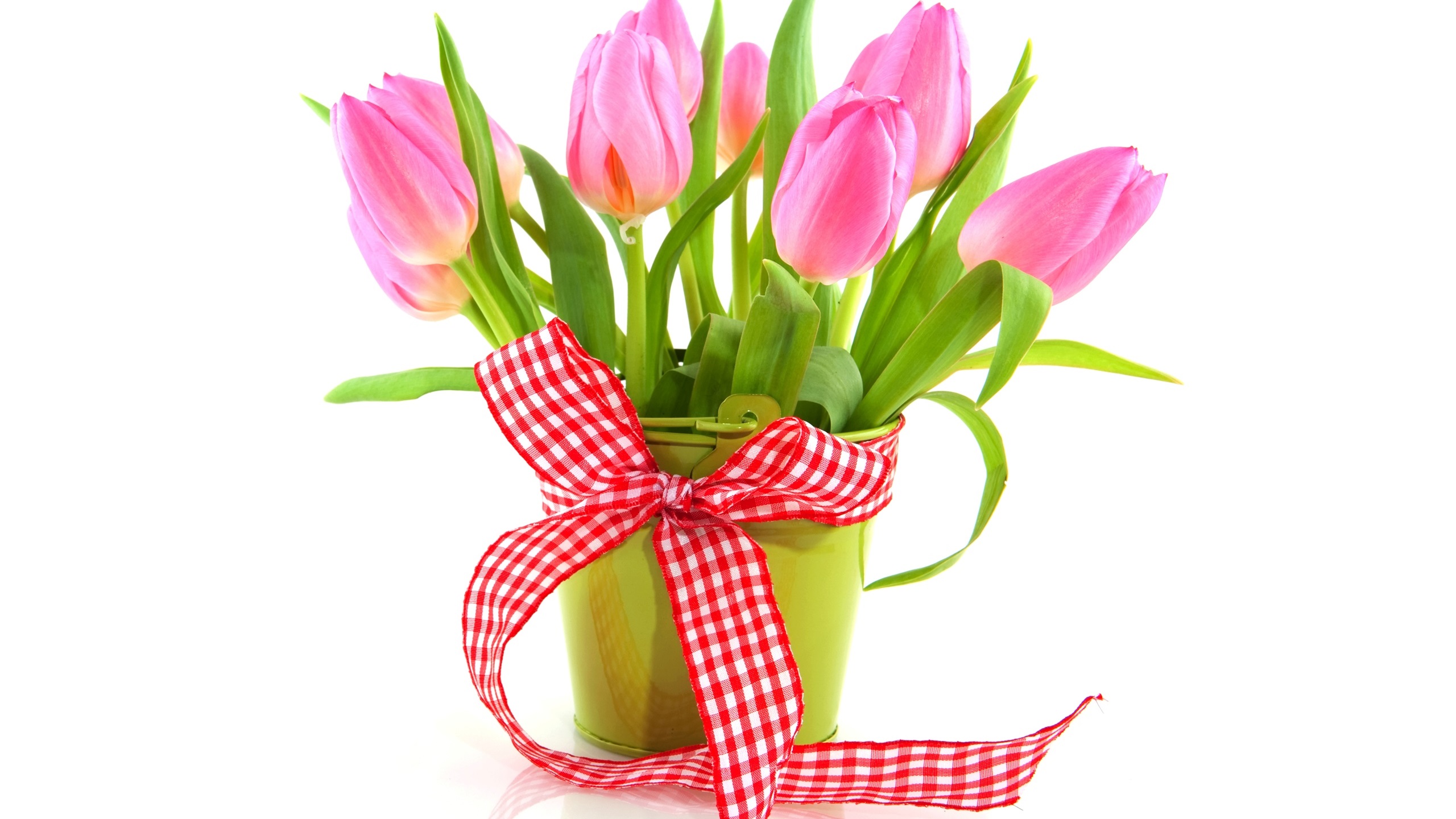 General 2560x1440 tulips flowers white background bucket ribbon simple background