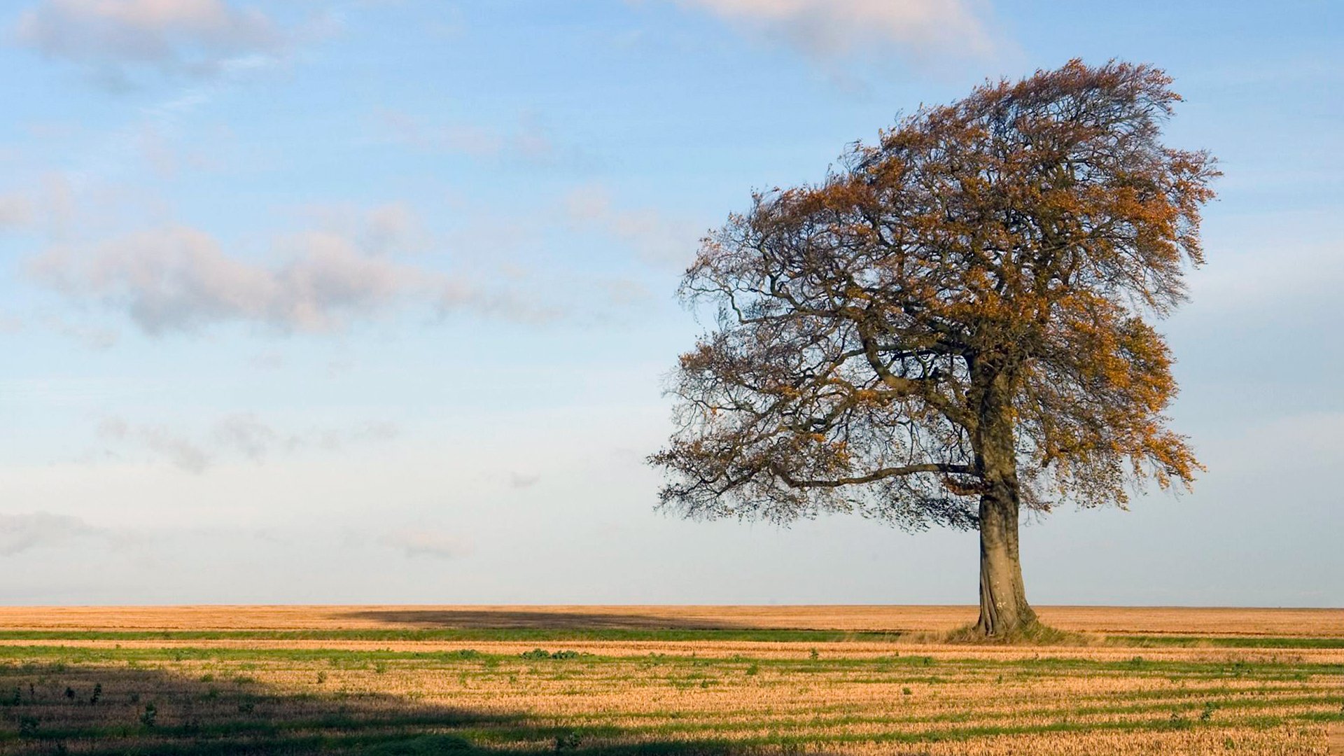 General 1920x1080 trees nature fall sky