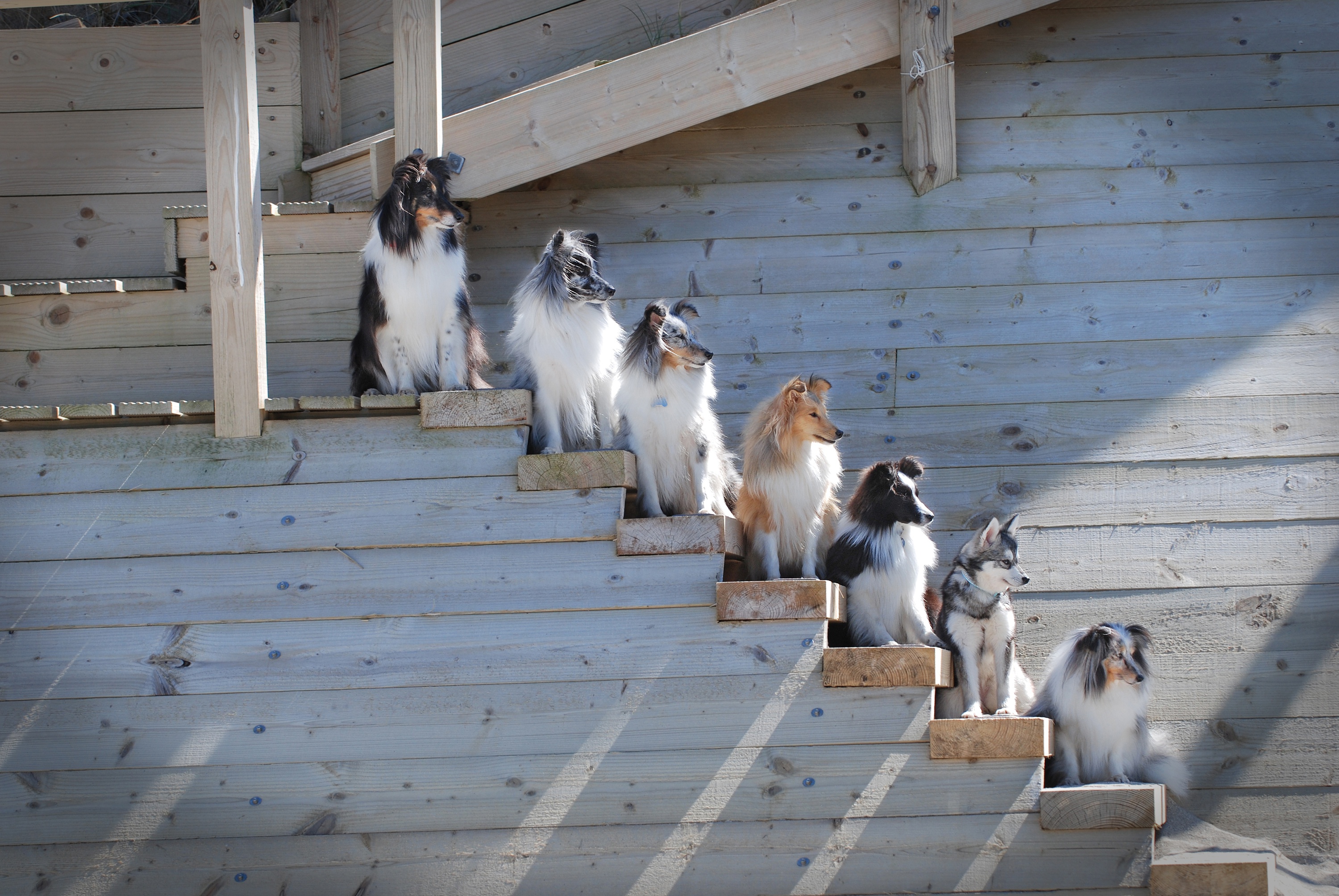 General 3000x2008 dog animals stairs line-up wood