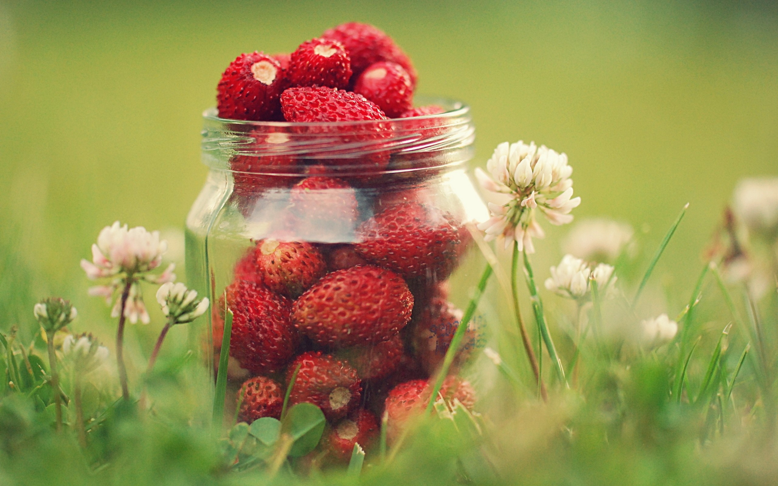 General 2560x1600 macro grass strawberries food fruit berries green background plants