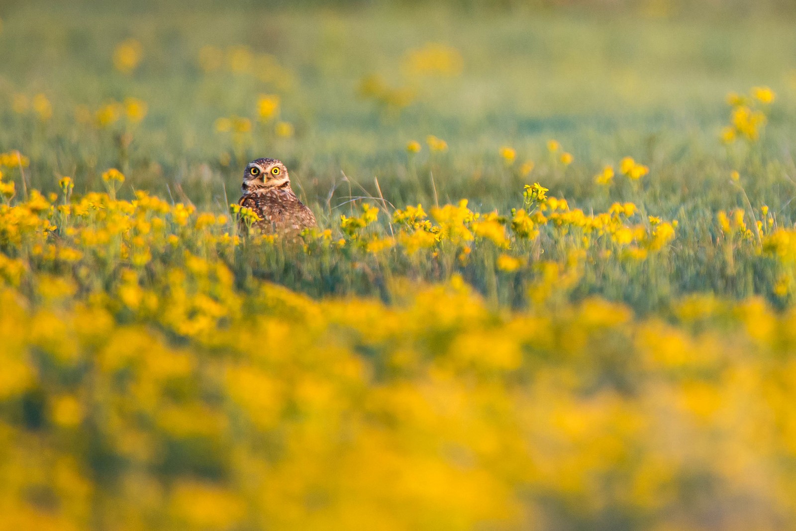 General 1600x1068 photography flowers field birds owl looking at viewer yellow flowers animals plants nature