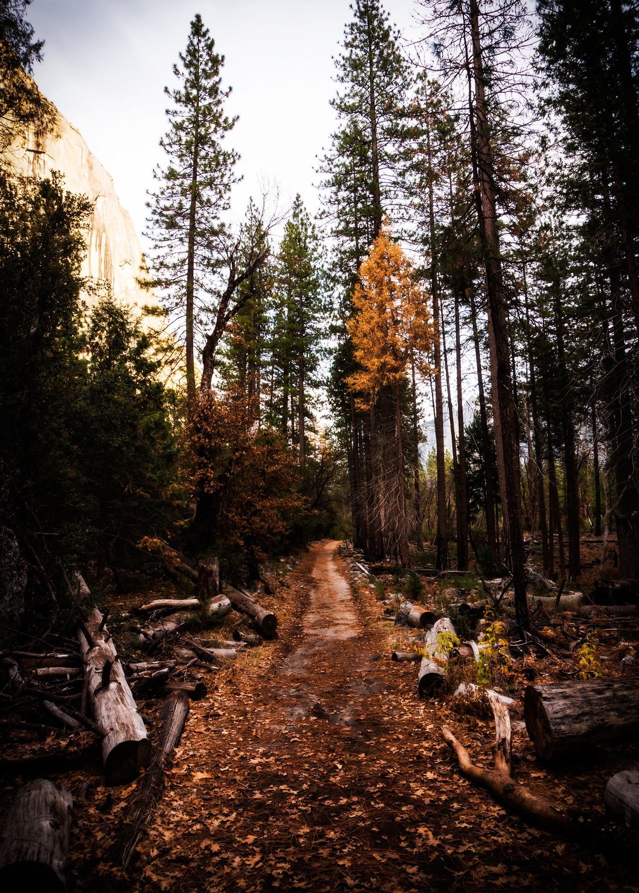 General 1280x1788 landscape nature trees fall road dirt road tree trunk forest dirt portrait display