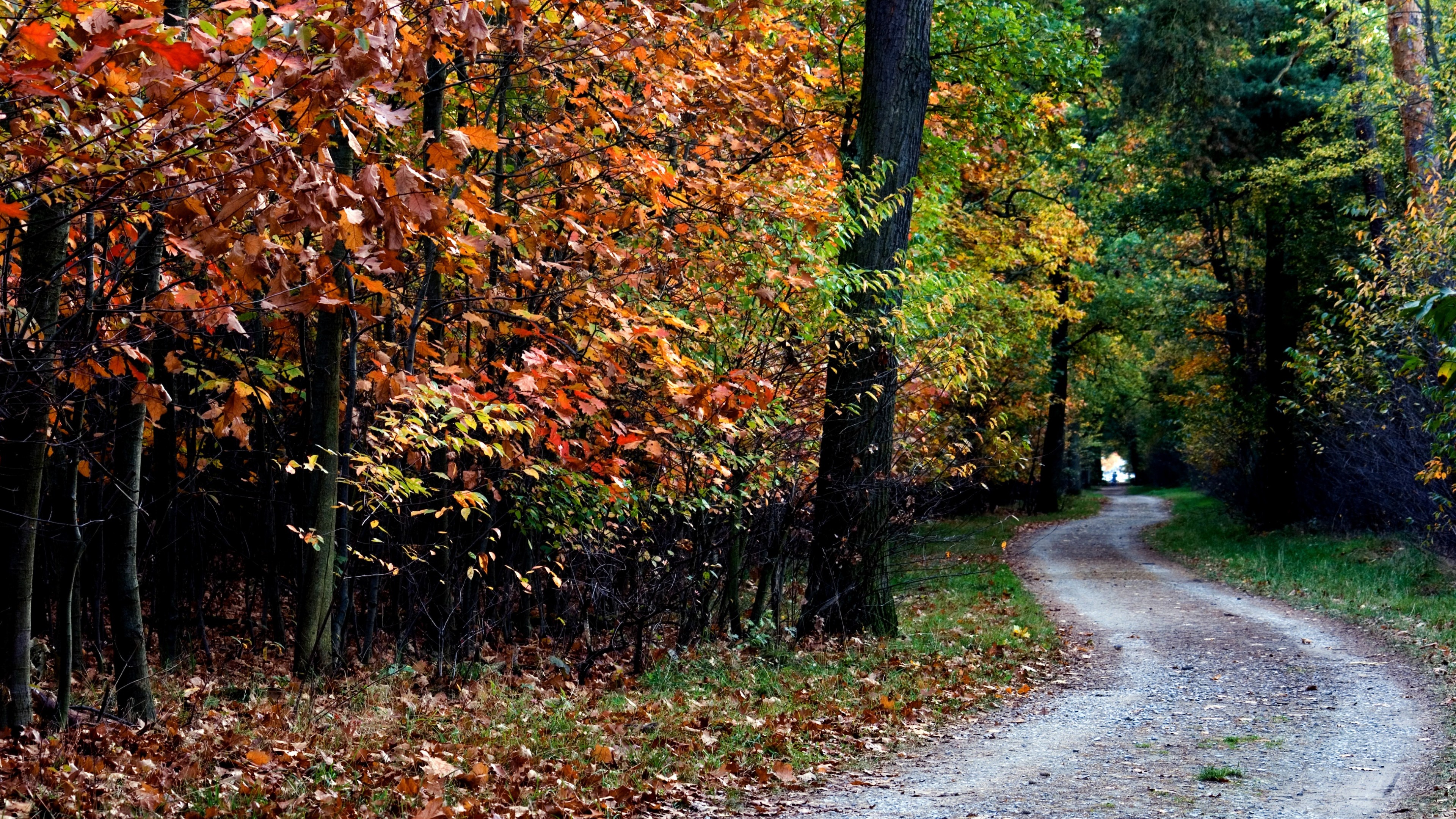 General 3840x2160 forest mountains dirt road leaves trees