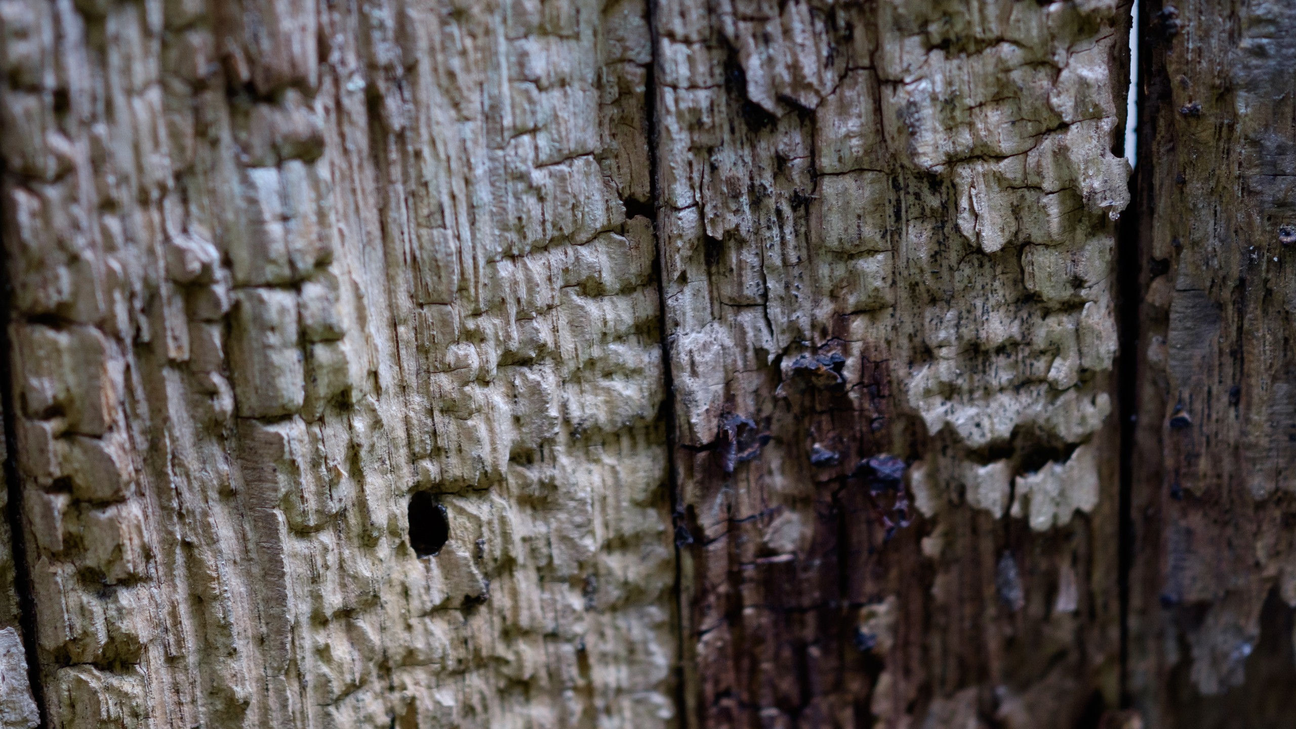 General 2560x1440 tree bark wood closeup texture trees nature