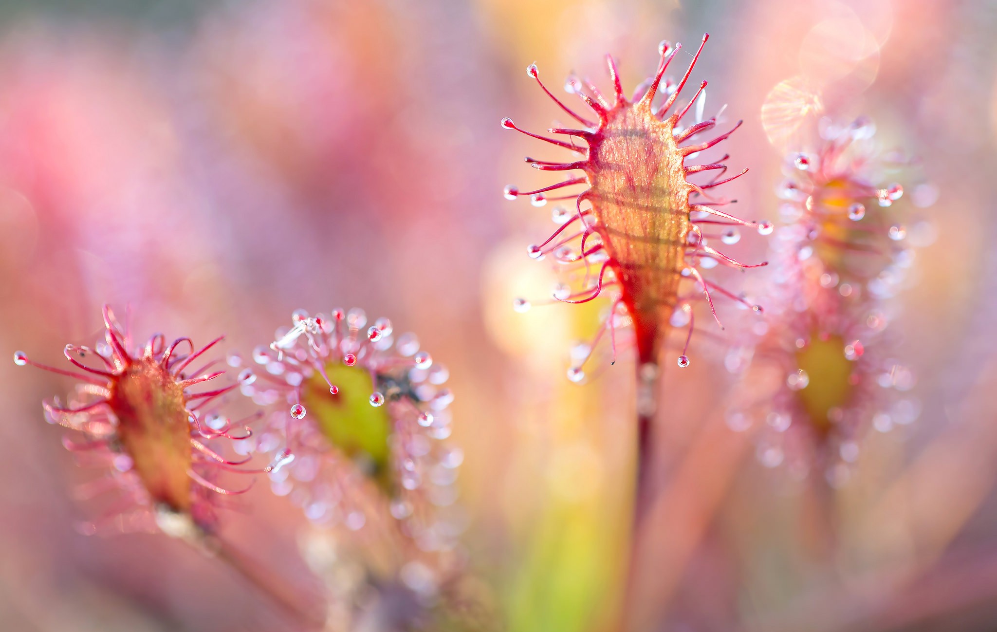 General 2048x1298 plants macro flowers carnivore pink water drops sunlight nature depth of field vibrant