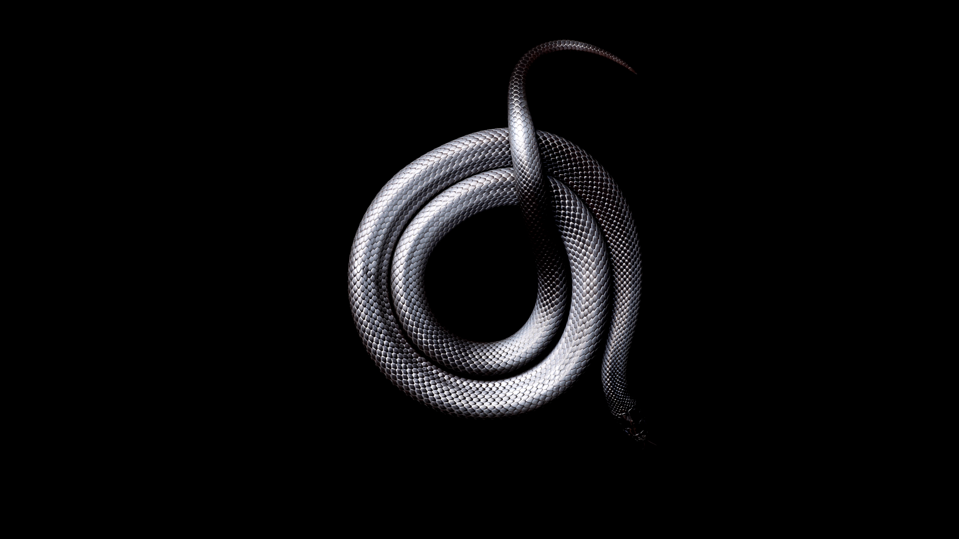 General 1920x1080 snake white black black background dark top view animals reptiles