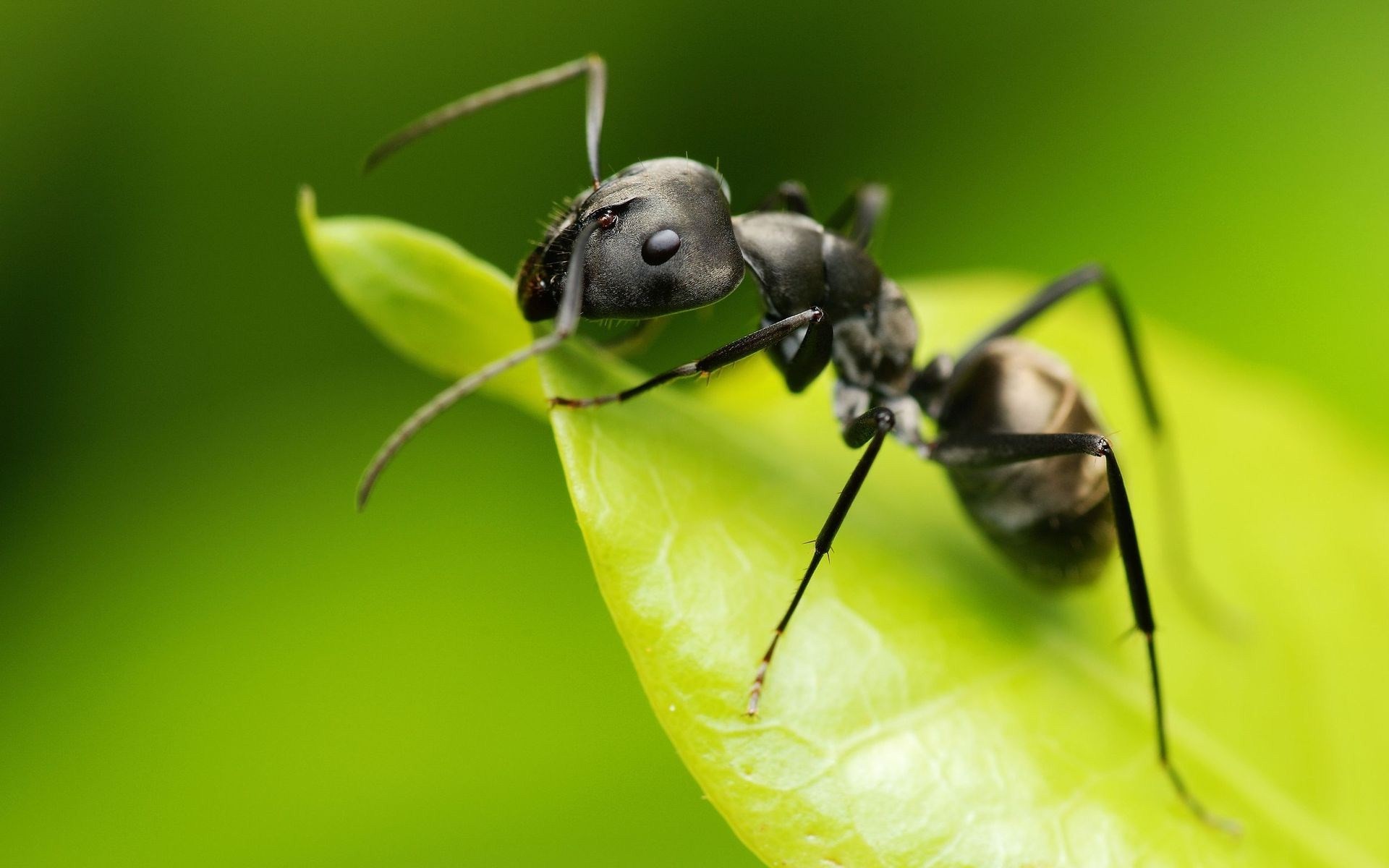 General 1920x1200 animals ants insect hymenoptera macro green background simple background