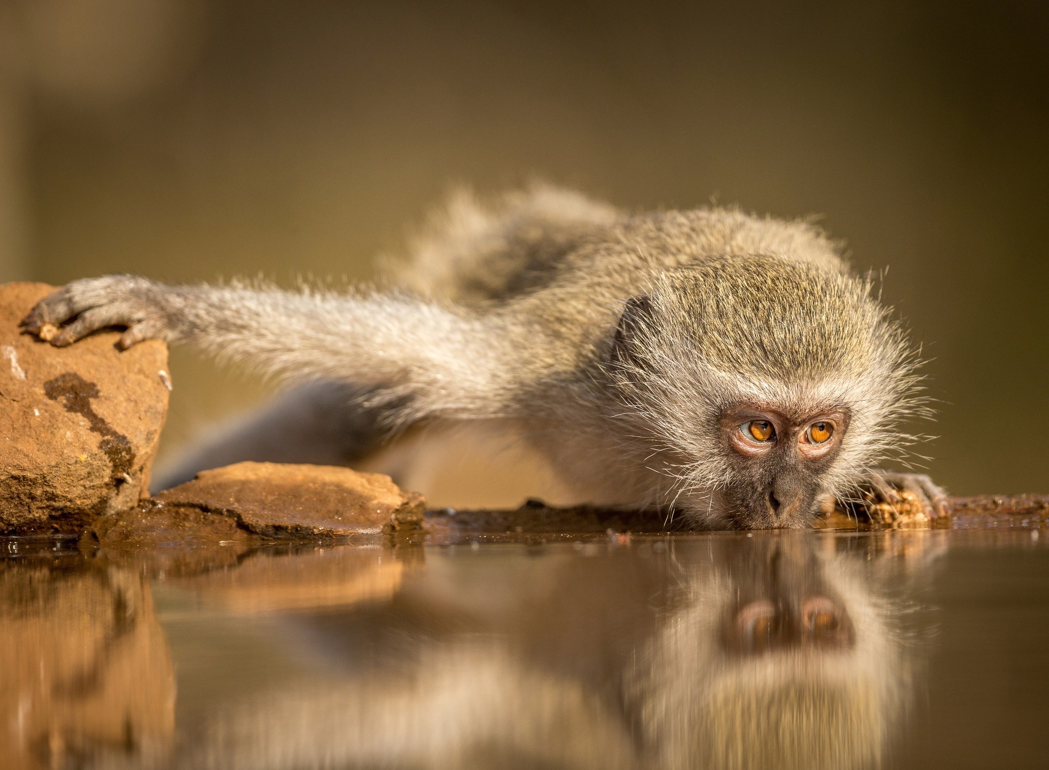 General 2048x1503 animals monkey water reflection brown mammals outdoors drinking