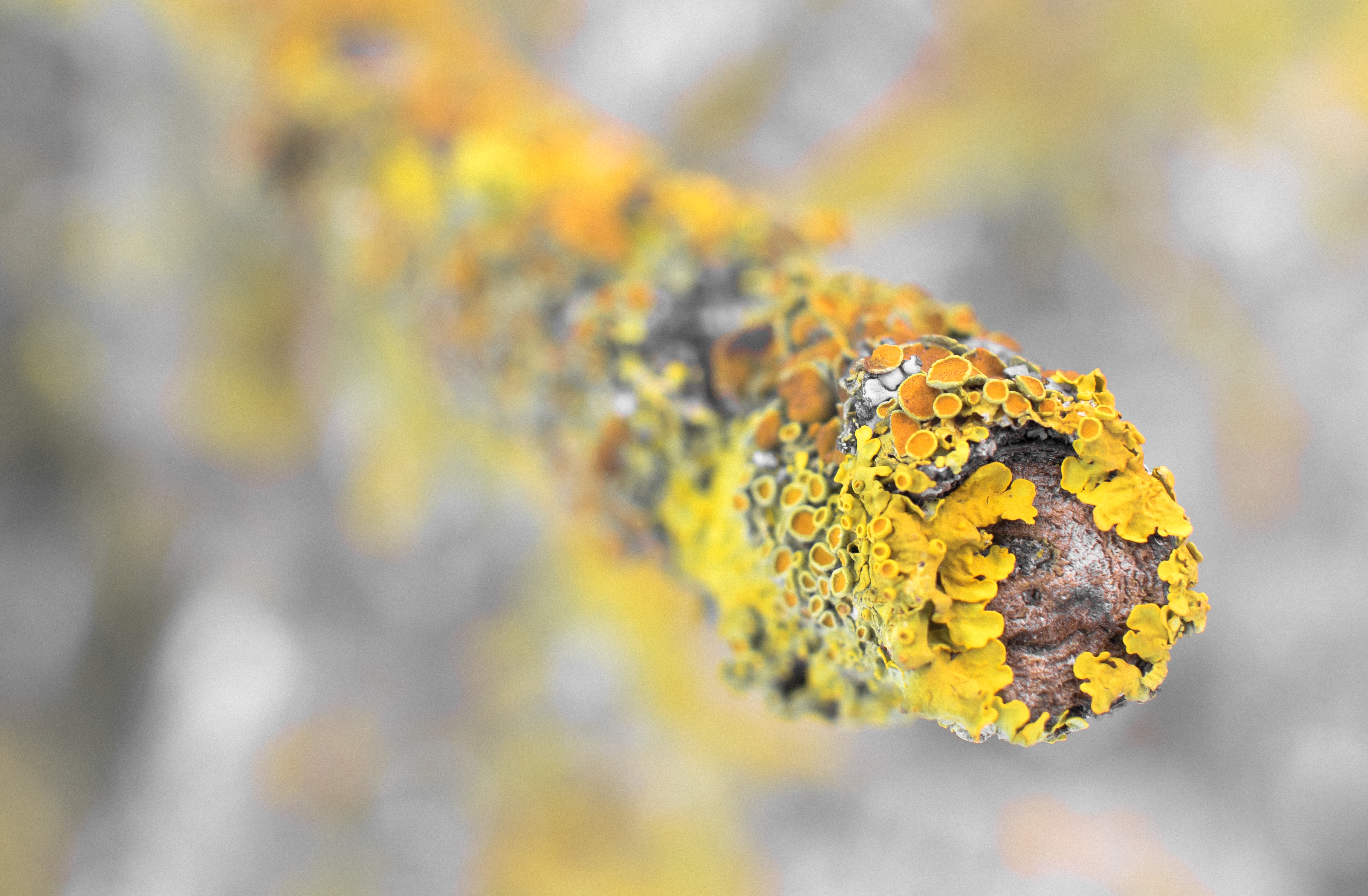 General 3631x2379 nature macro lichen closeup