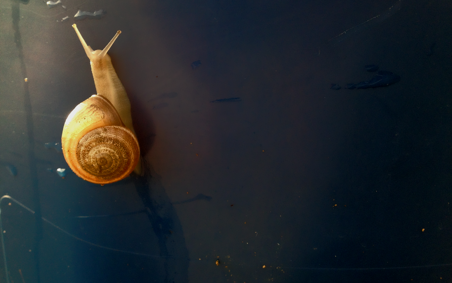 General 1920x1200 snail gold animals simple background macro yellow