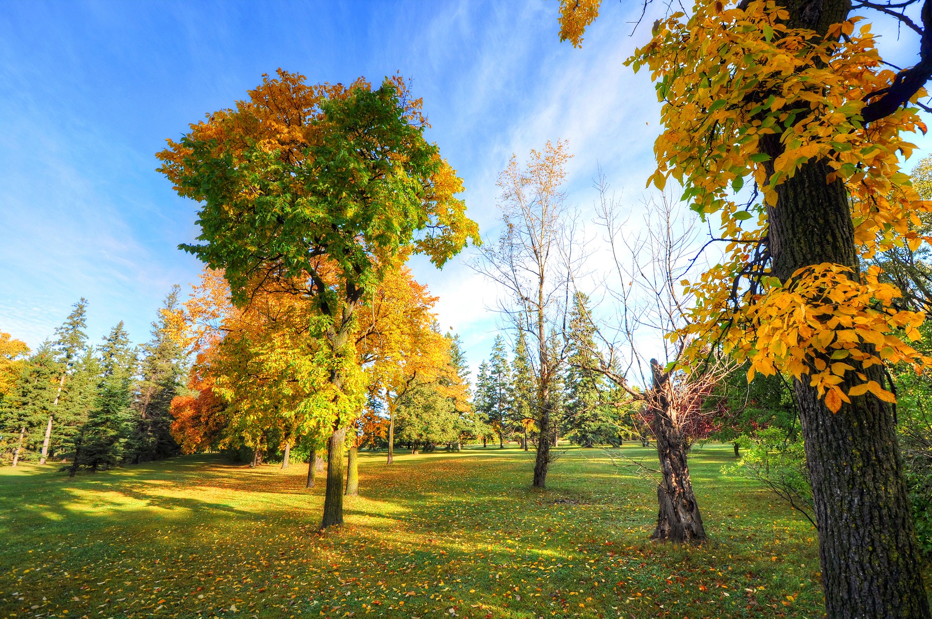 General 1920x1275 park trees plants outdoors fallen leaves fall lawns vibrant
