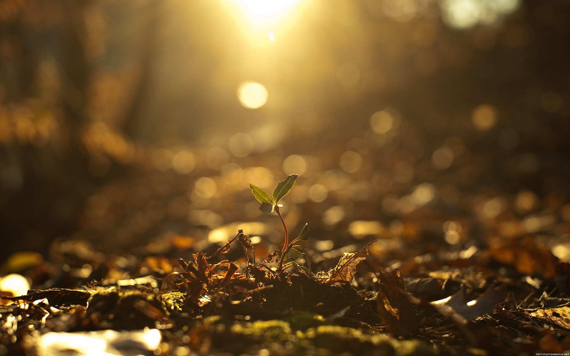 General 1920x1200 photography sunlight fall plants nature depth of field